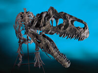 Dinosauria:Jurassic, THE FIGHTING PAIR - ALLOSAURUS VS STEGOSAURUS. ... (Total: 2 Items)