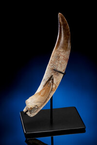 Dinosauria:Teeth, A SUPERB TYRANNOSAURUS TOOTH WITH AN ERUPTING CROWN. ...