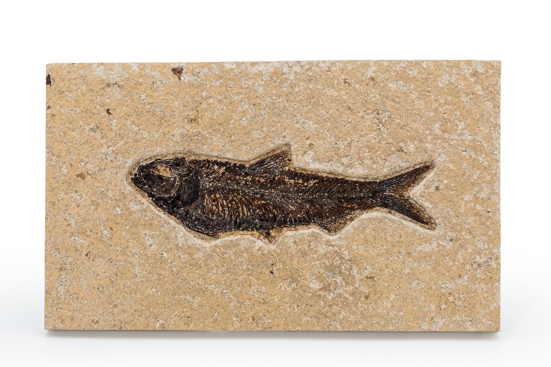 Fossil Fish. Knightia sp.. Eocene. Green River Formation. Wyoming ...