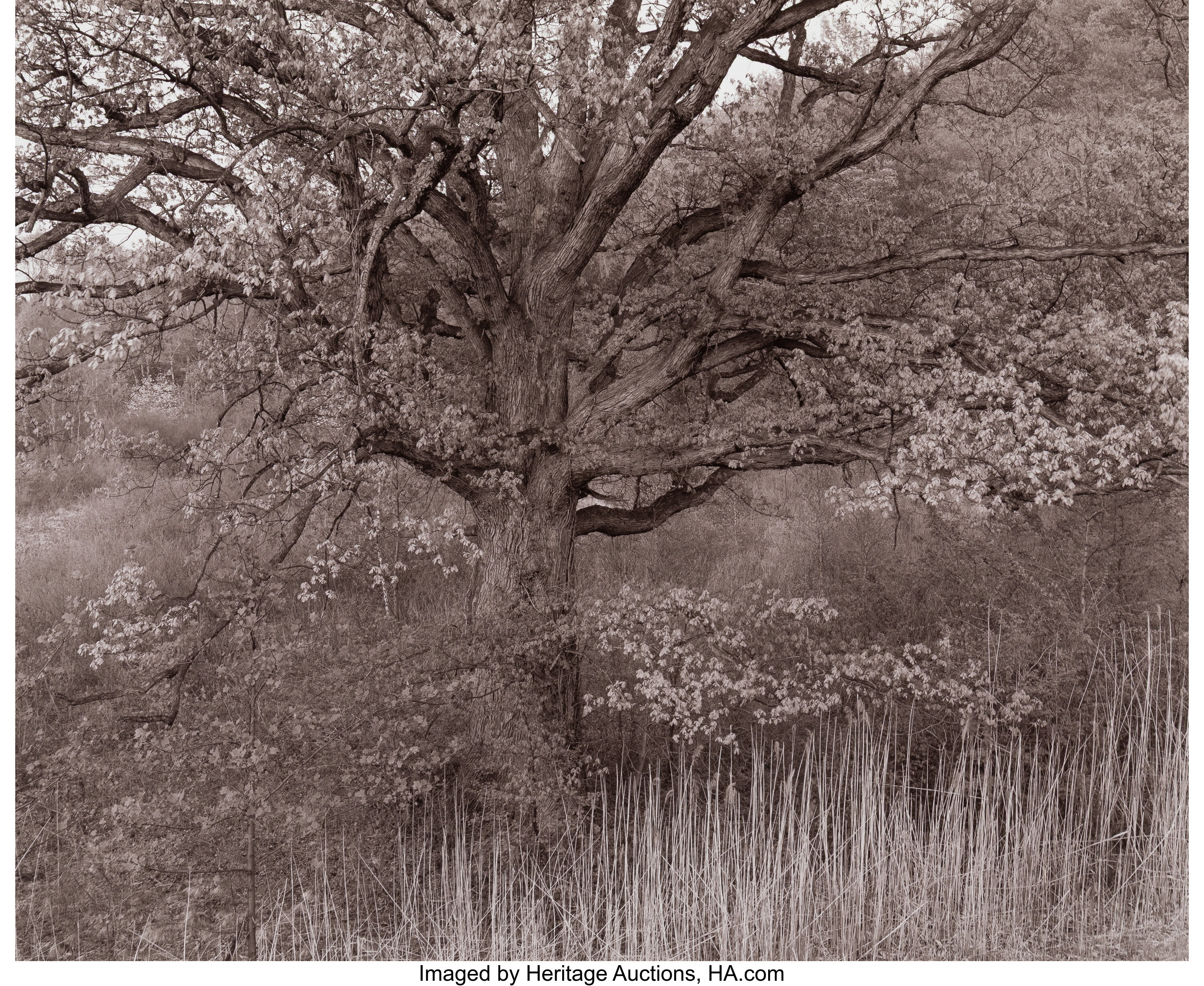 George Tice (American, 1938-2025). Oak Tree, Holmdel, New Jersey, | Lot ...