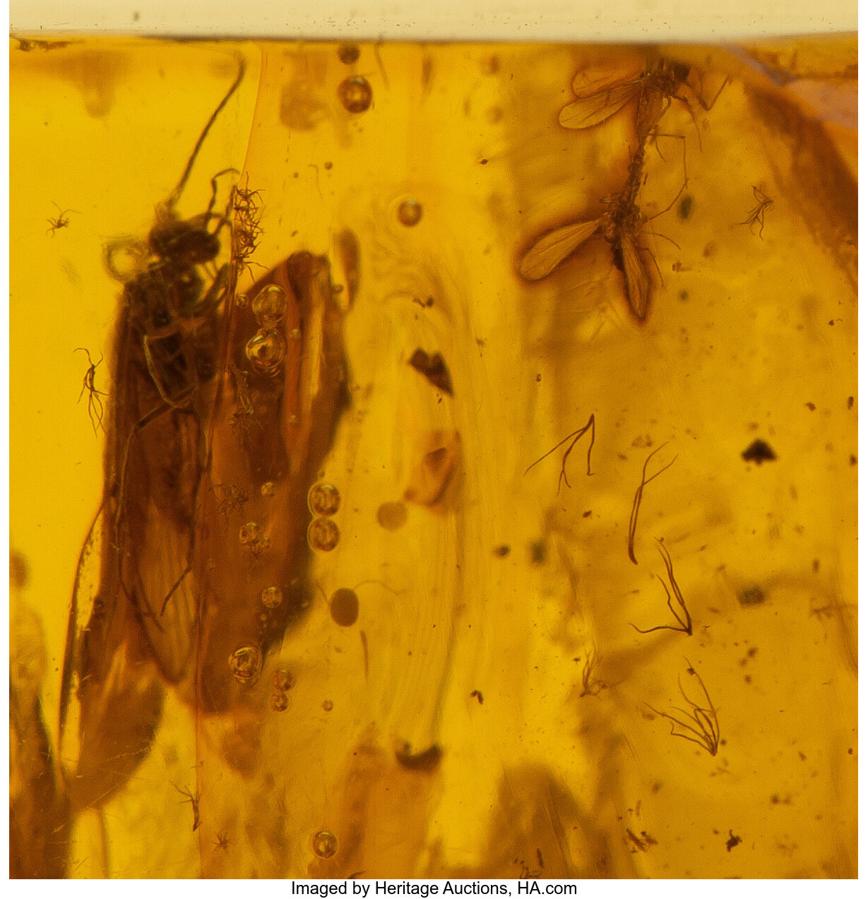 FOSSIL AMBER WITH MATING PAIR OF MIDGES. Diptera. Eocene. Russia. | Lot ...