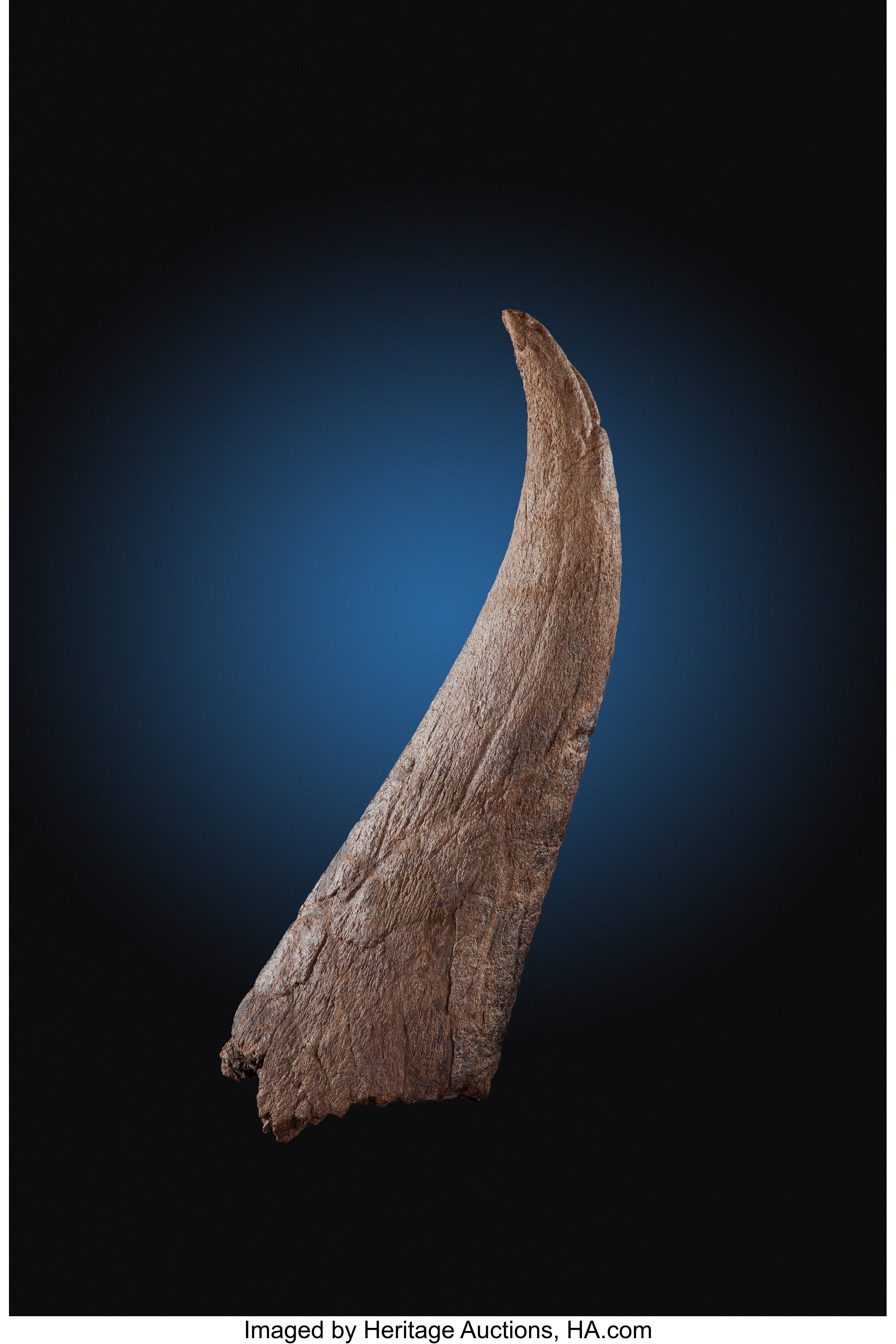 triceratops brow horn