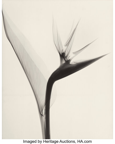 DR. DAIN L. TASKER (American, Bird of Paradise, 1931. | #74194 | Heritage Auctions