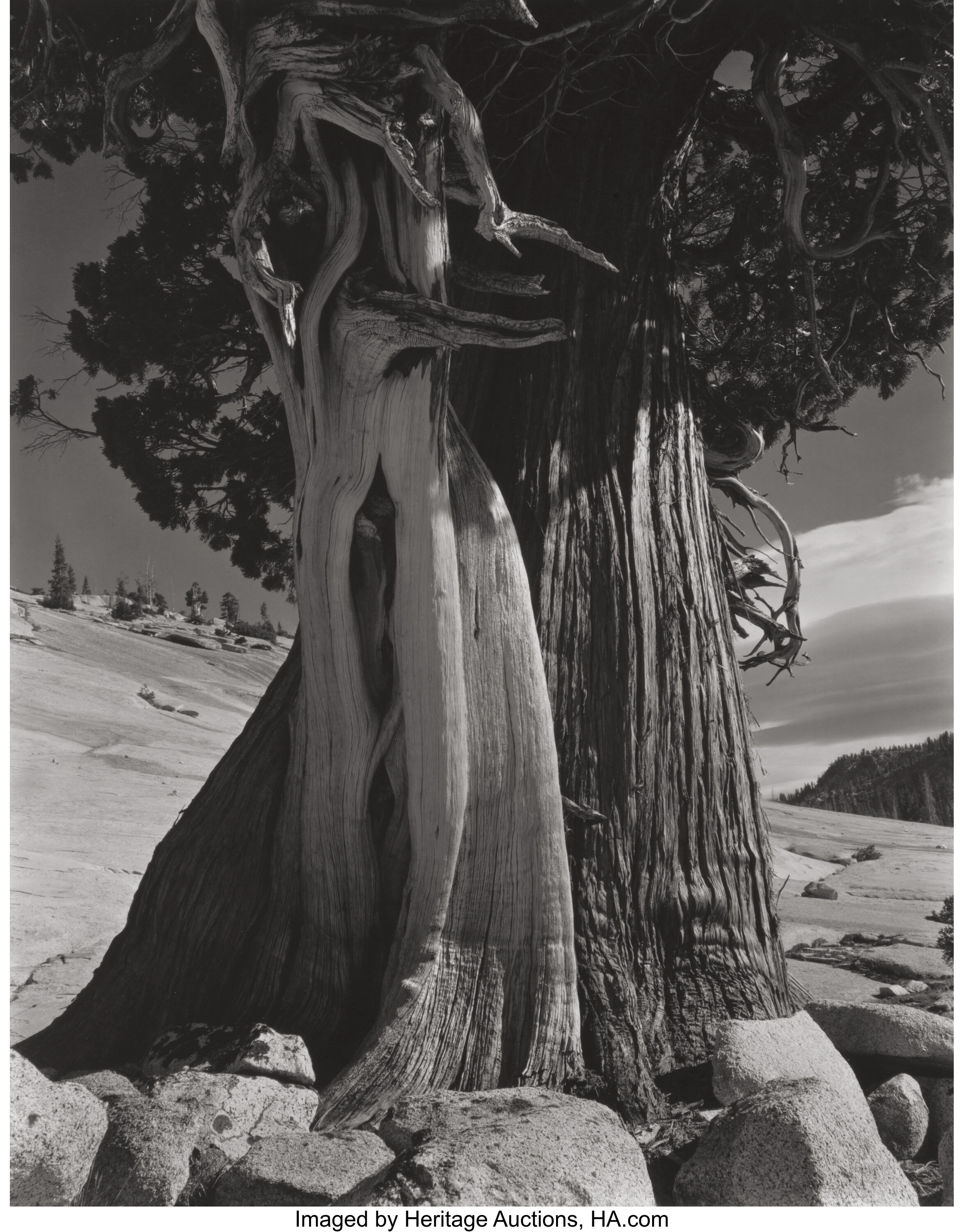 EDWARD HENRY WESTON (American, 1886-1958). Juniper at Lake Tenaya