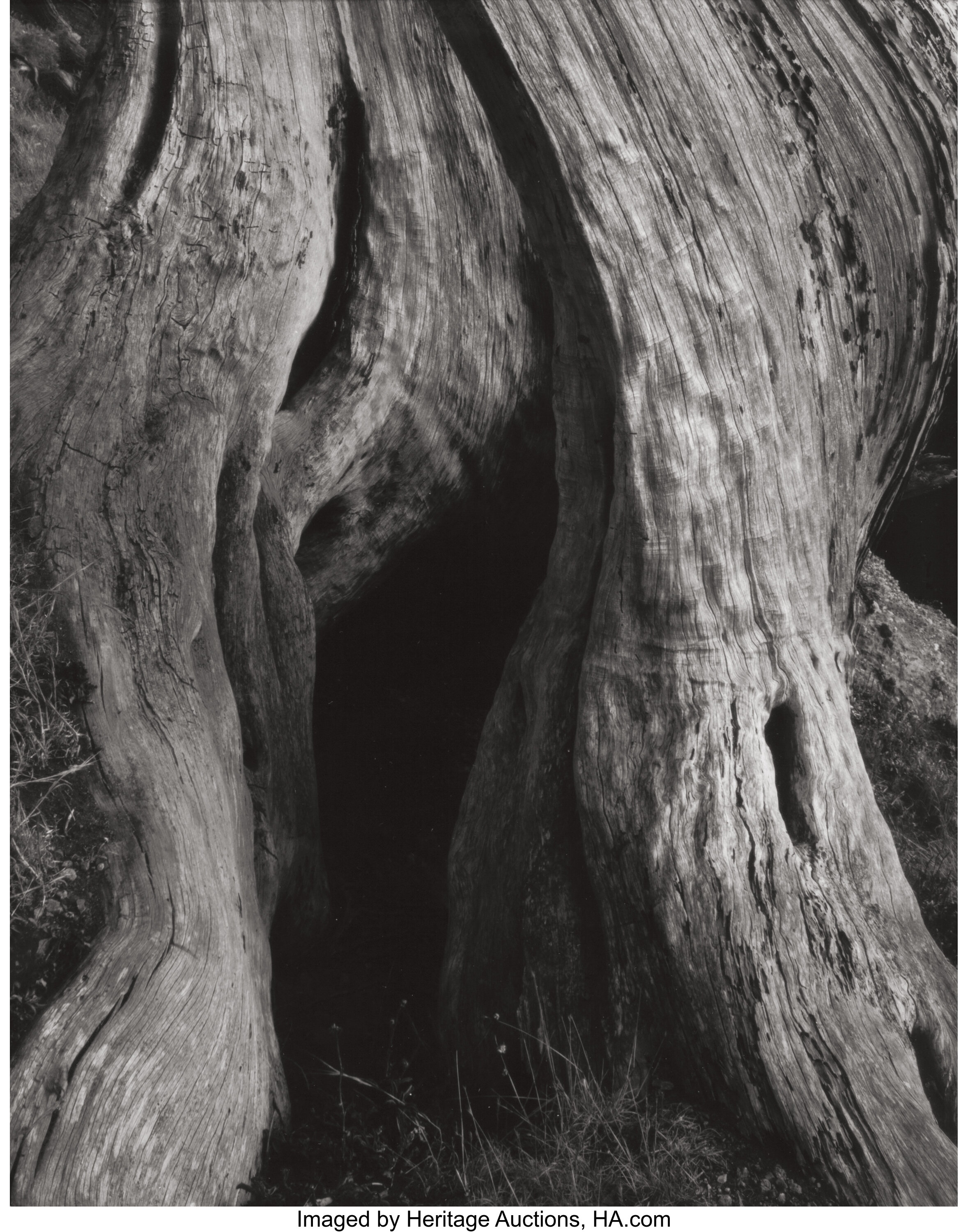 EDWARD WESTON (American, 1886-1958). Cypress, Point Lobos, 1930