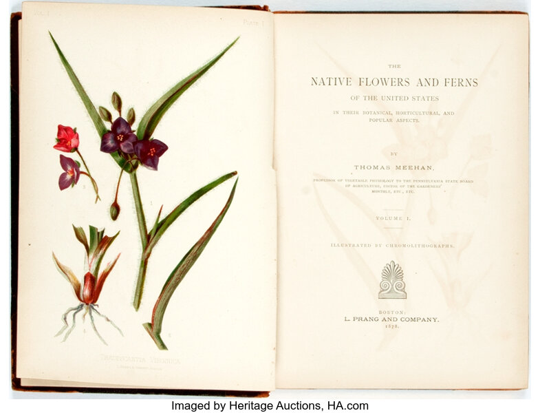 Thomas Meehan The Native Flowers And Ferns Of The Unites States Lot 92349 Heritage Auctions