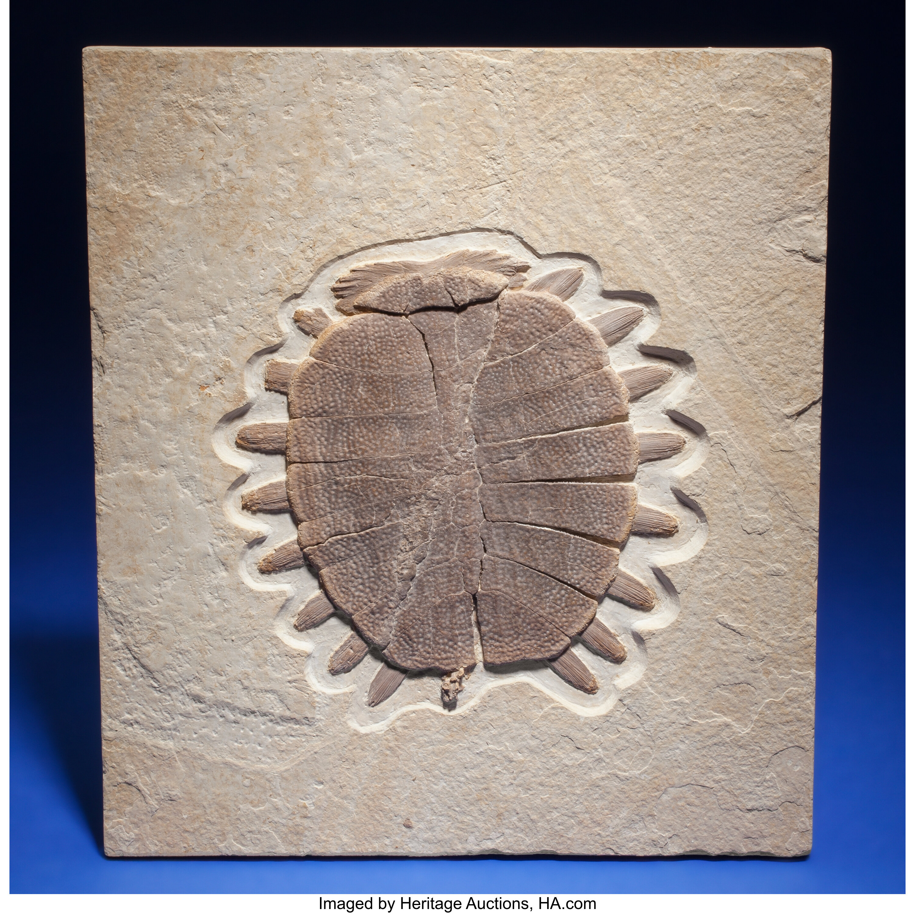 Fossil Soft Shell Turtle Trionyx Sp Eocene Green River Lot 73268 