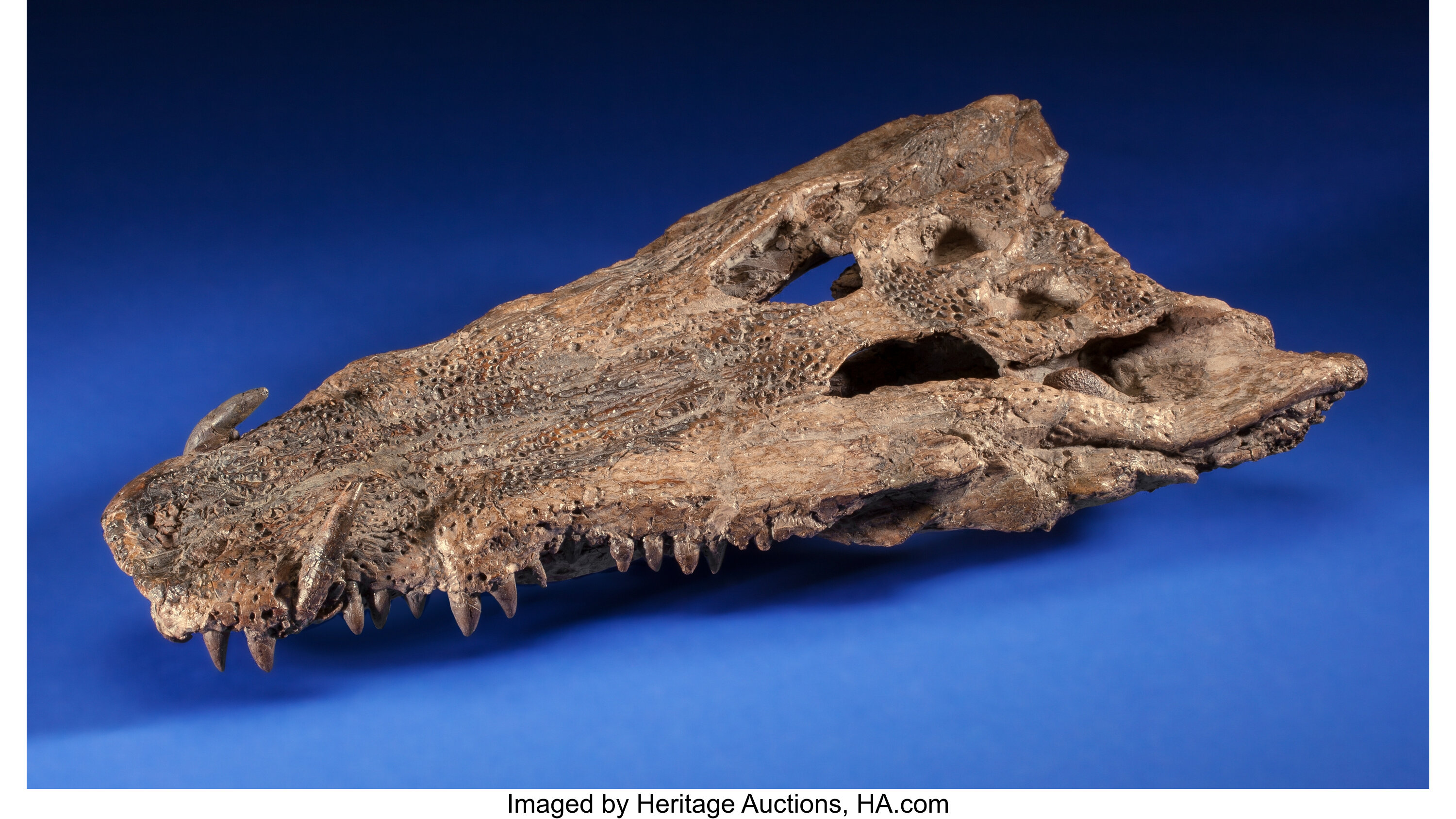 prehistoric crocodile skeleton