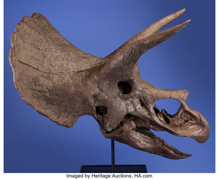 Triceratops Ilium Partial - Lance Fm. - Niobrara County, WY