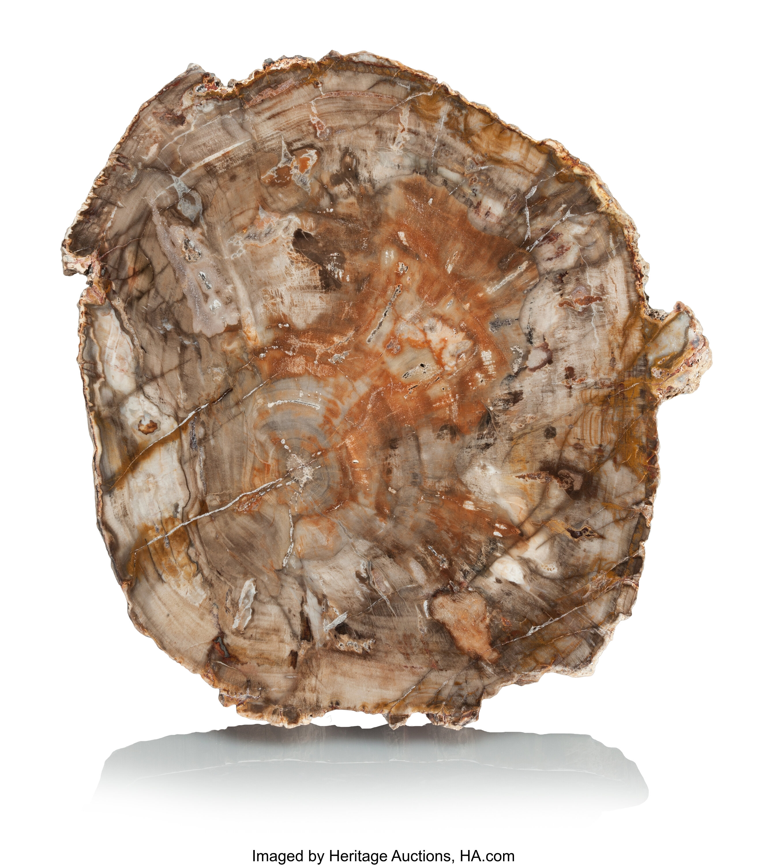 Petrified Wood Slab Araucaria Triassic Ambilobe Madagascar Lot 77017 Heritage Auctions
