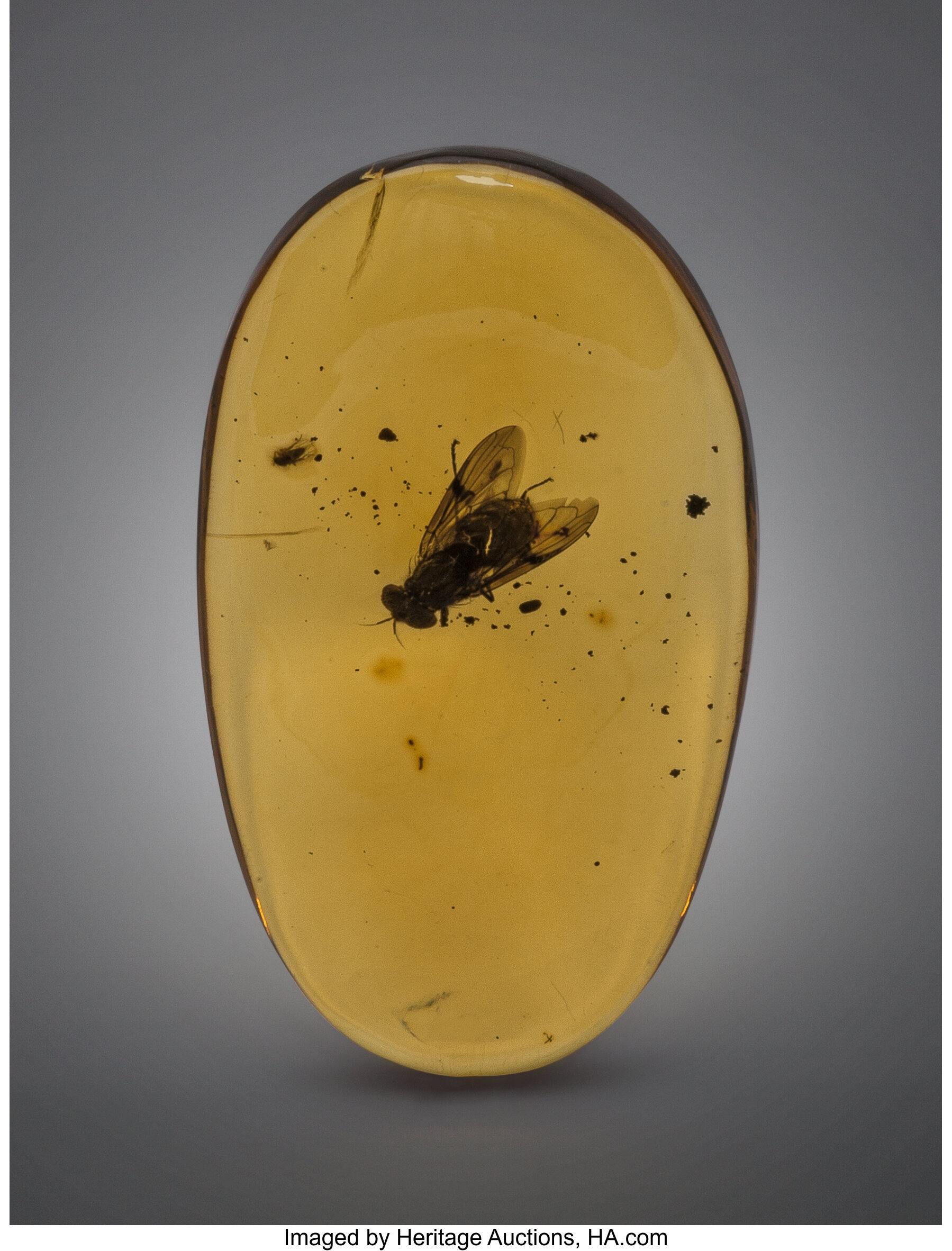 Fly In Amber Hymenaea Protera Oligocene Dominican Republic Lot 73020 Heritage Auctions