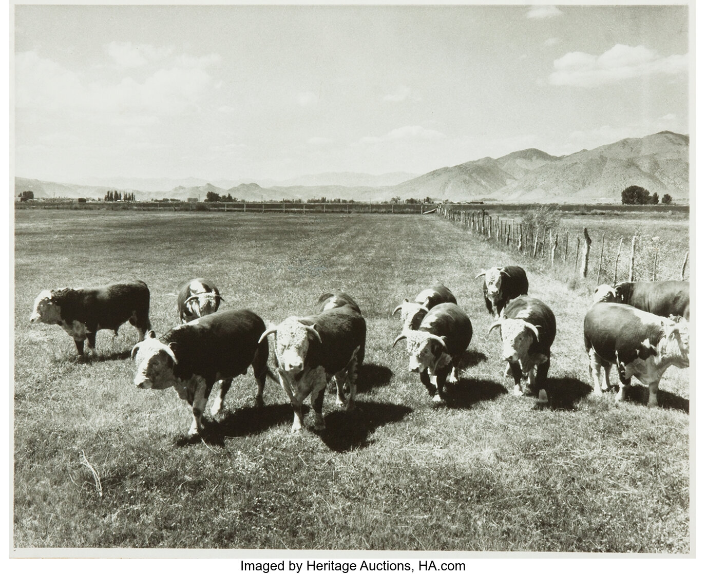 [Cattle]. Black and White Photo Depicting Hereford Cattle at Mason ...