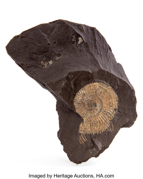 Ammonite Imprint Fossil. Harpoceras falcifer. Lower Jurassic, | Lot #78017  | Heritage Auctions