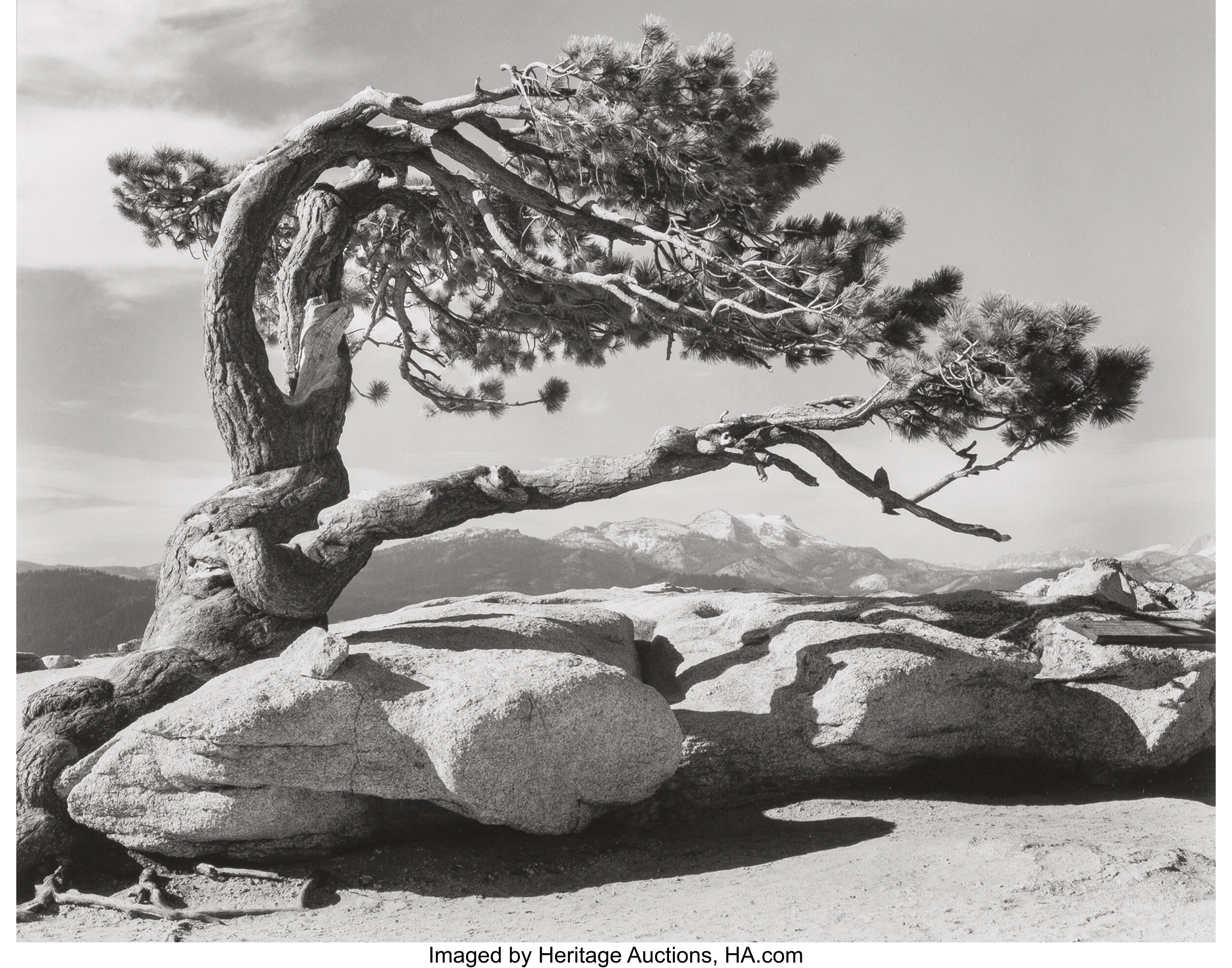 Ansel Adams (American, 1902-1984). Jeffrey Pine, Sentinel Dome, | Lot ...