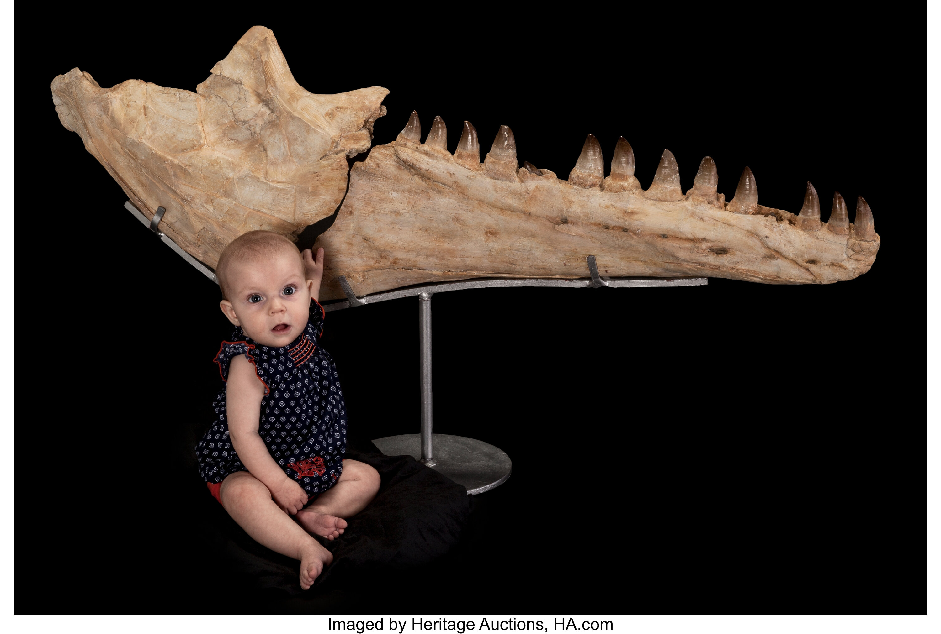 mosasaurus jaw for sale