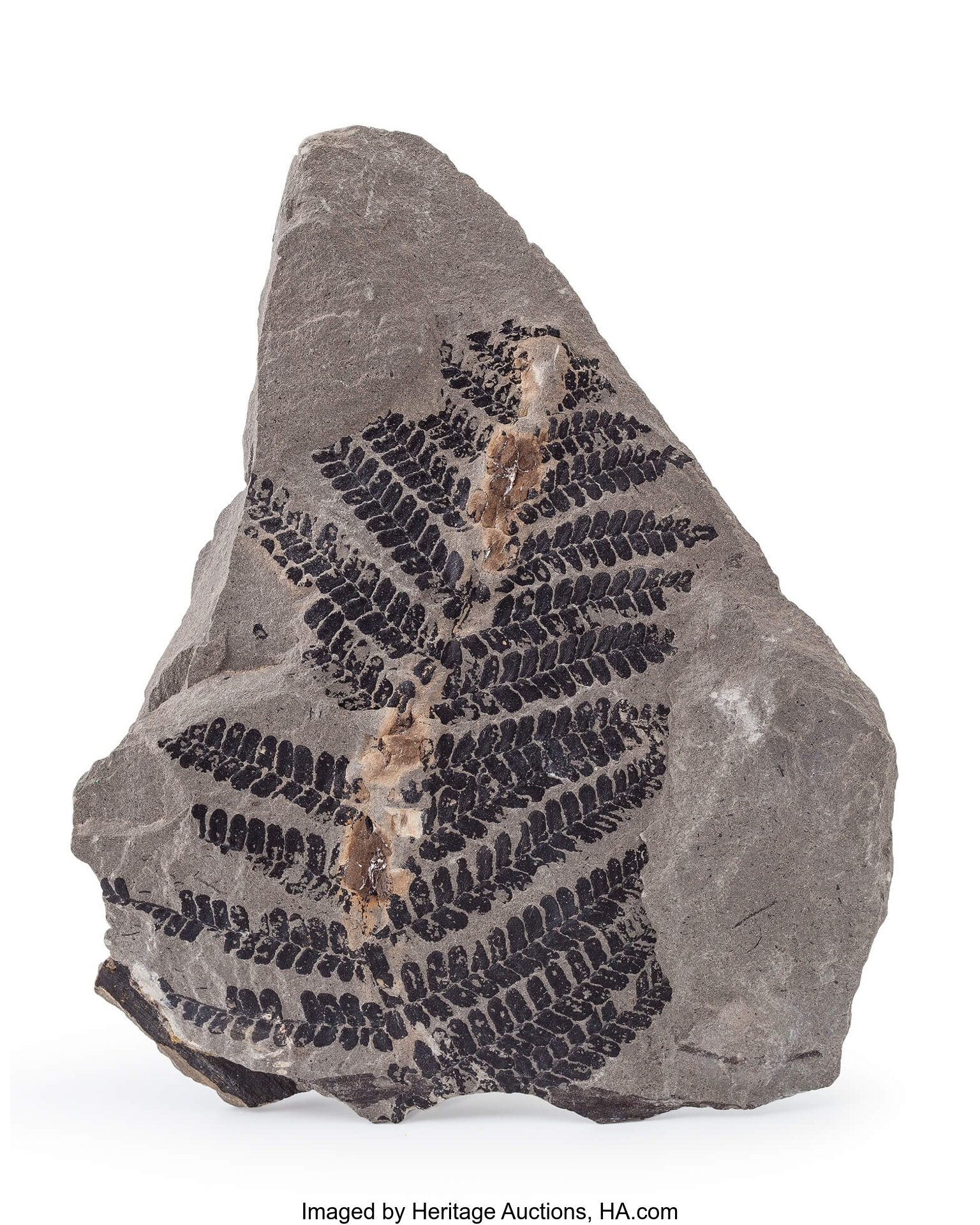 fern fossil