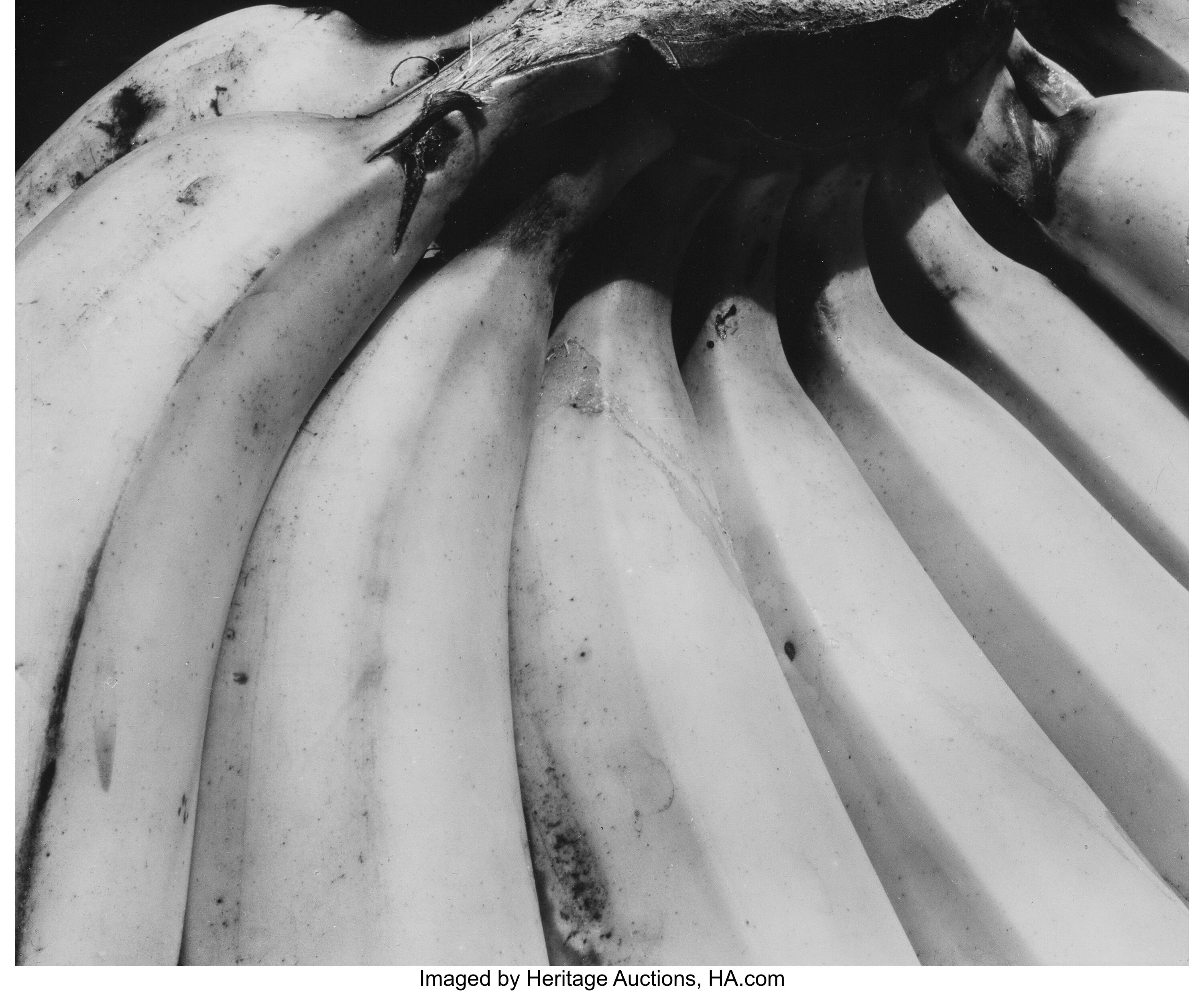 Edward Weston (American, 1886-1958). Bananas, 1930. Gelatin silver ...