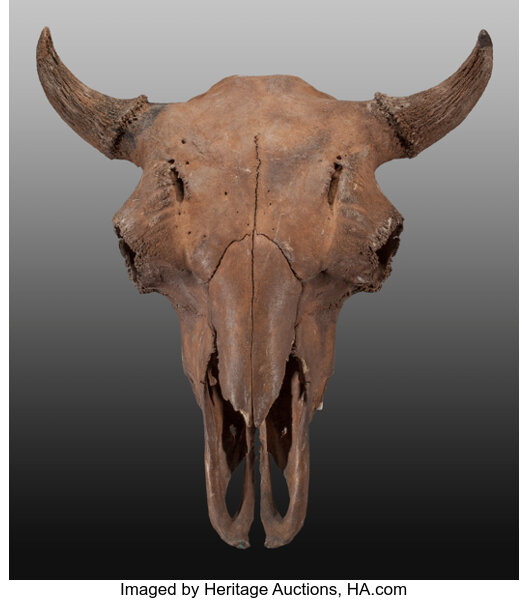 ancient bison fossils