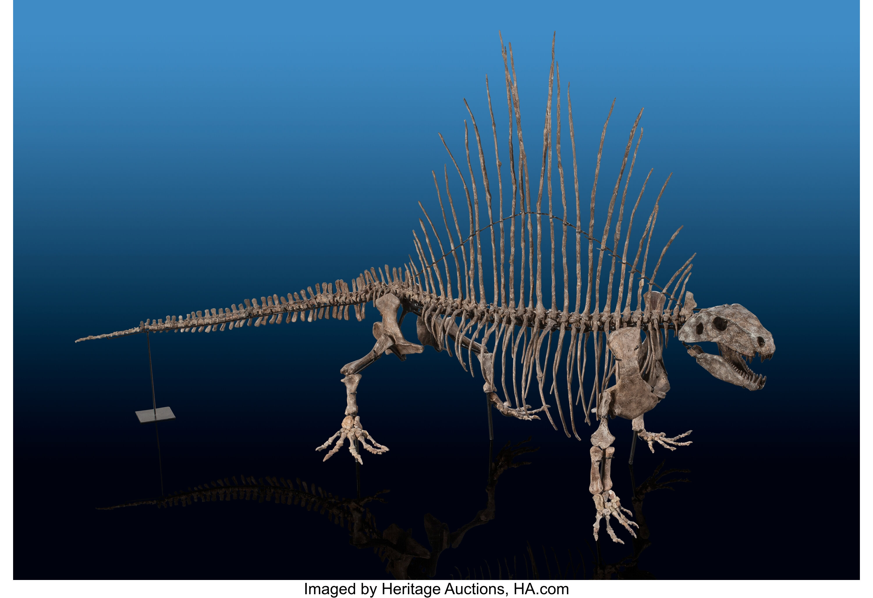 dimetrodon fossils