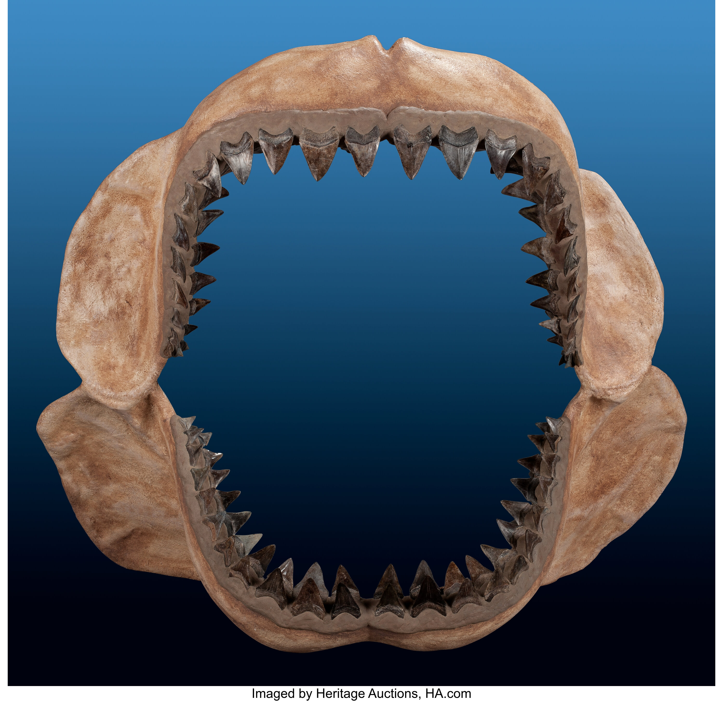 megalodon jaws vs great white jaws