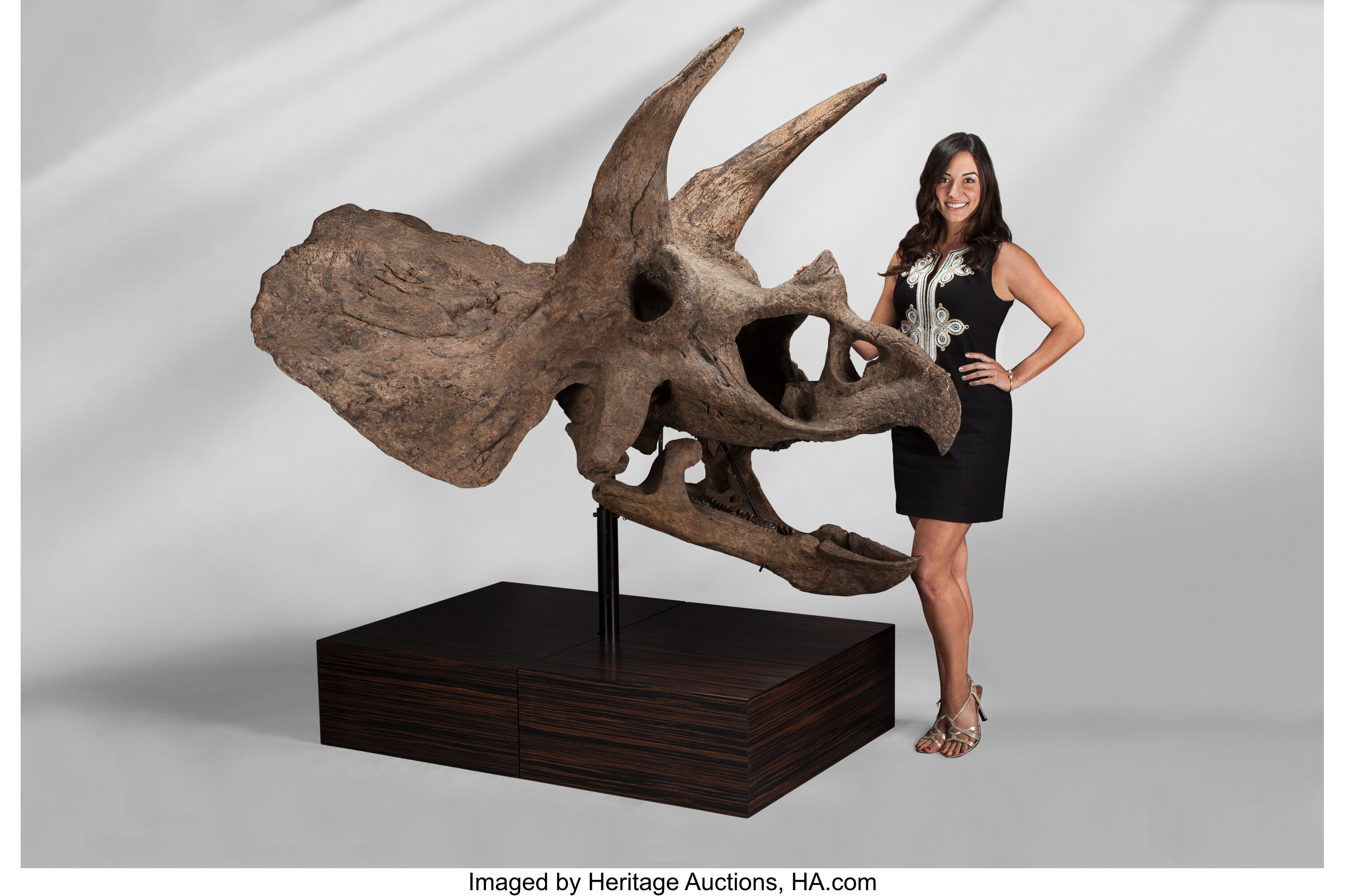 real triceratops skull for sale