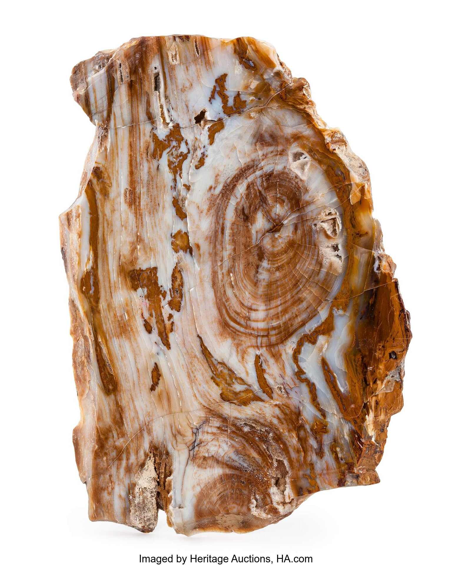 Petrified Conifer Slab Conifer Miocene Jarbidge Rhyolite Lot 79024 Heritage Auctions