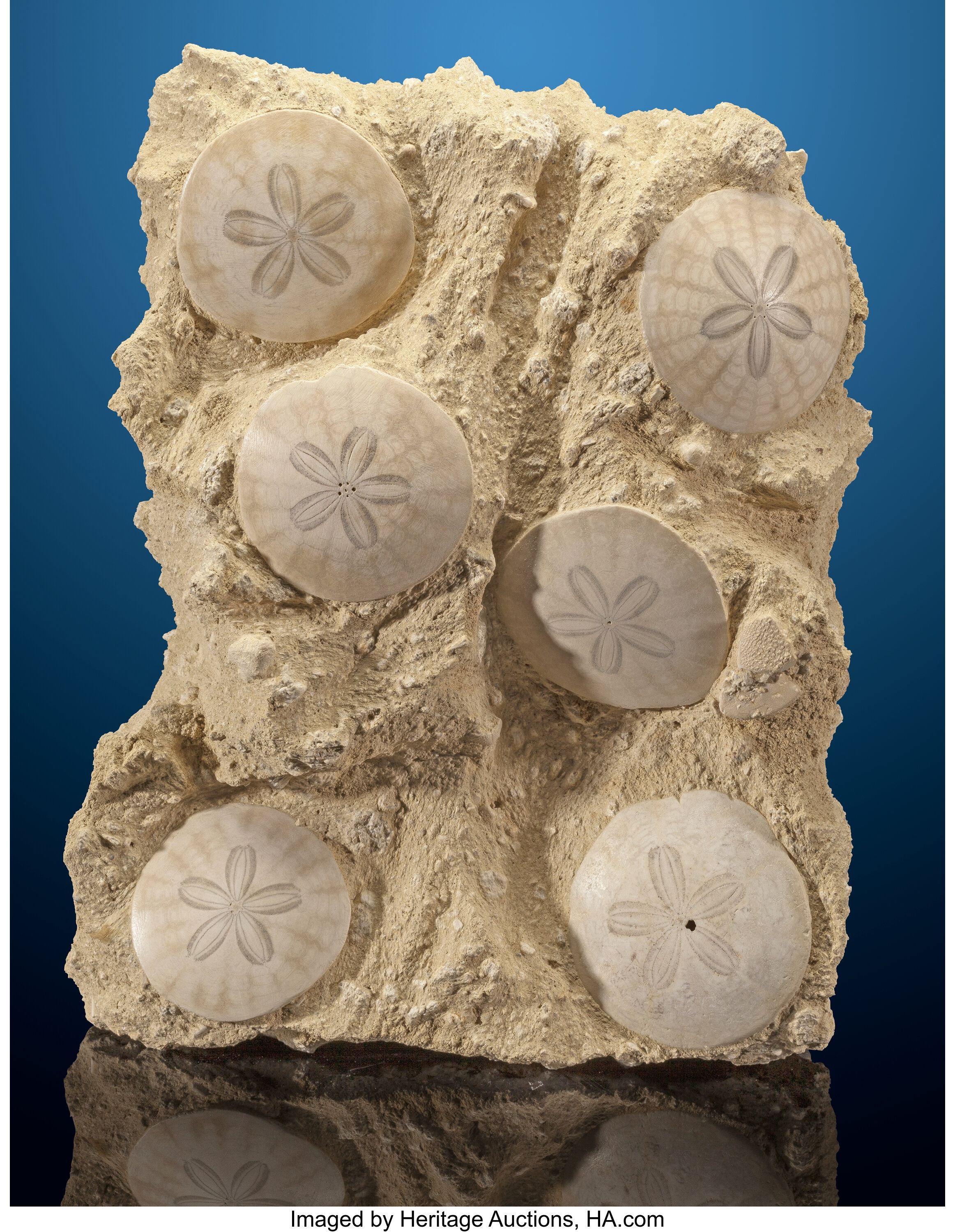 Fossil Sand Dollars - Xsm