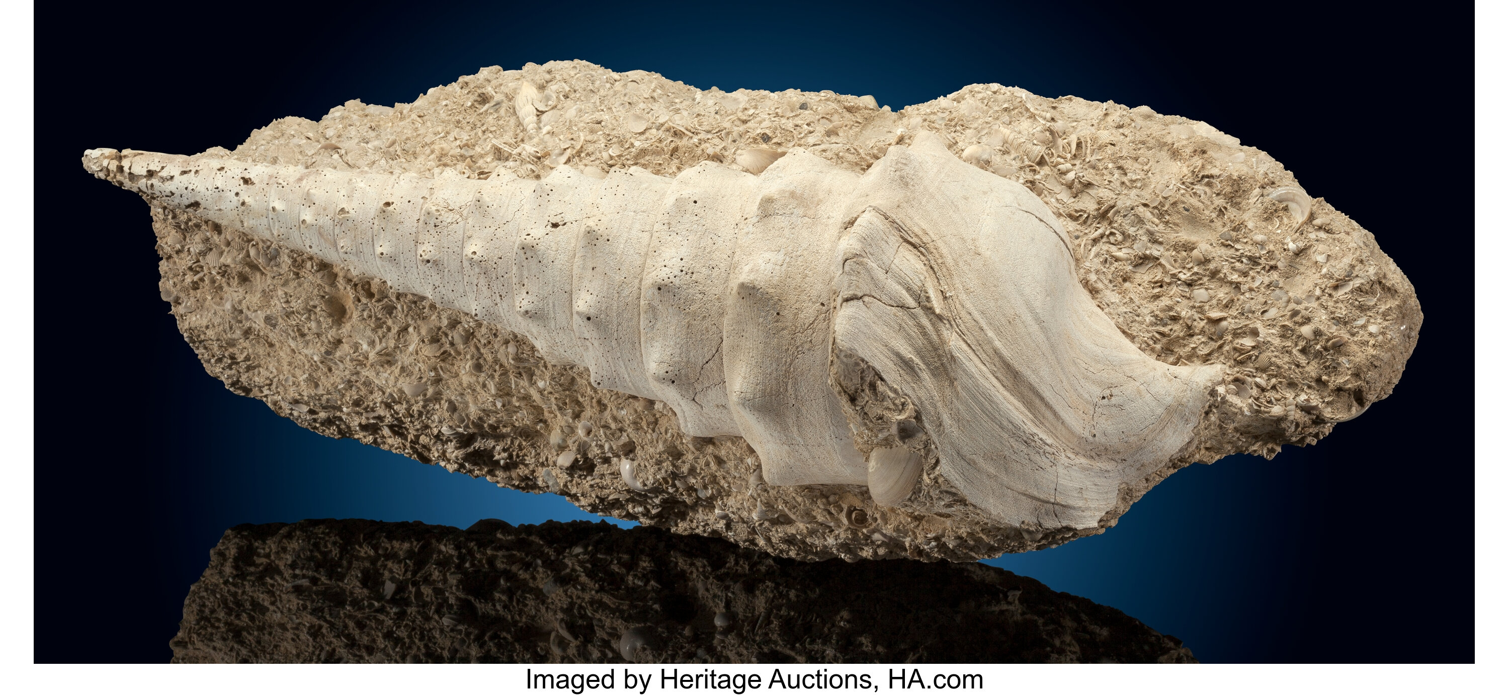 Fossil Gastropod. Campanile giganteum. Eocene. Champagne France