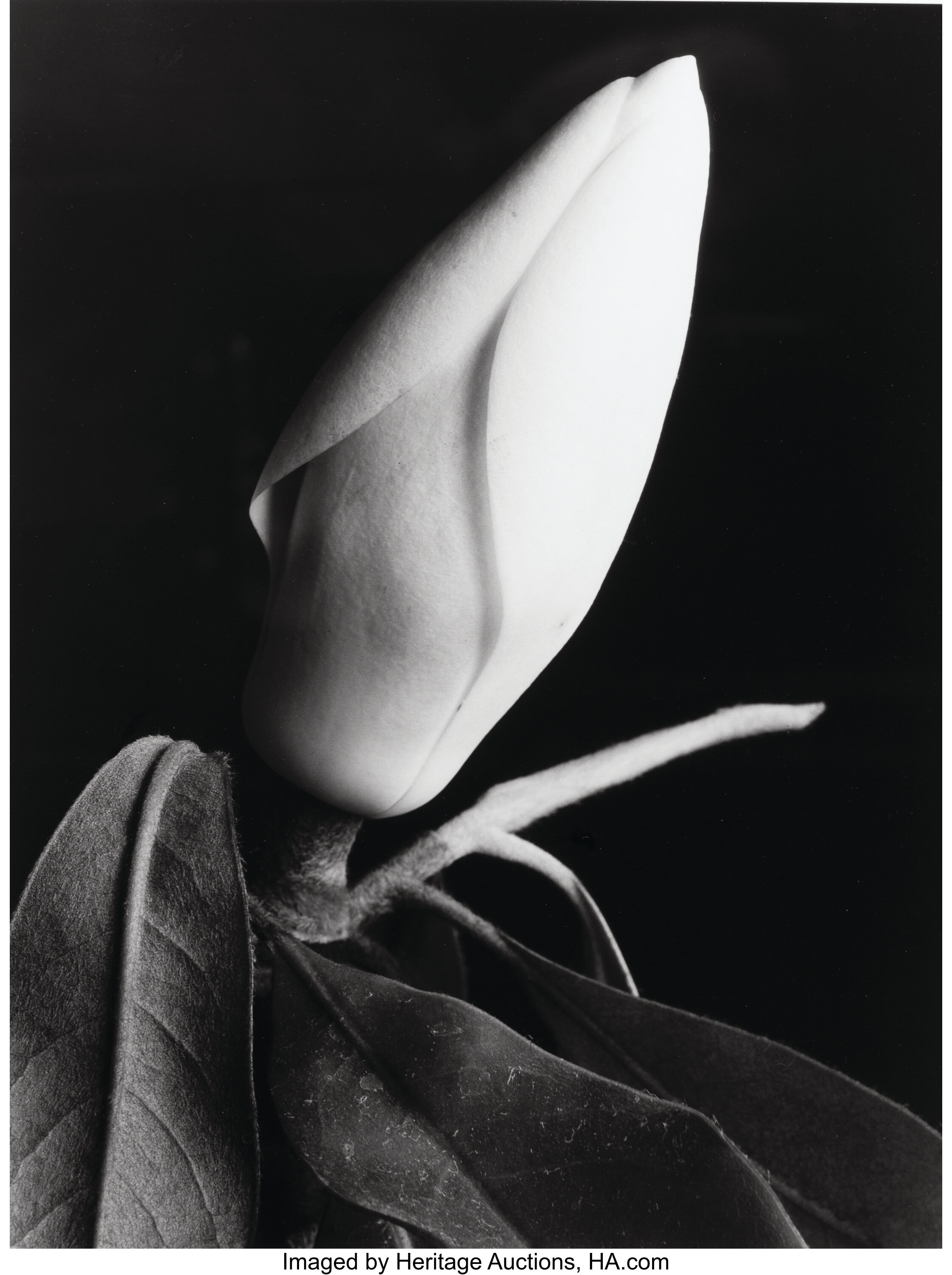 Imogen Cunningham (american, 1883-1976). Magnolia Bulb 2, Circa 