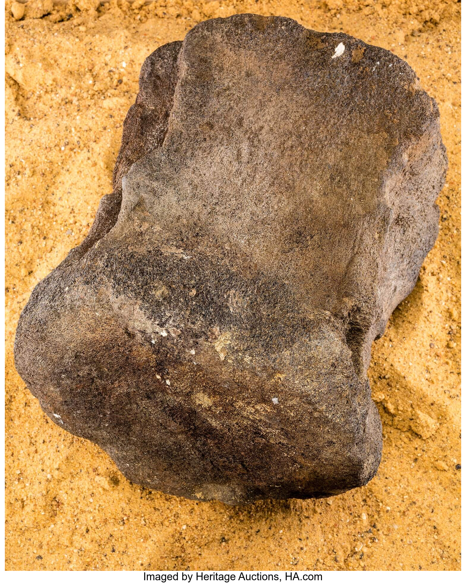 Fossil Whale Vertebra Balaenoptera Sp Miocene Pliocene Yorktown Lot Heritage Auctions