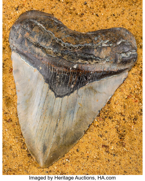 Megalodon Shark Tooth. Carcharocles megalodon. Miocene. Fossil | Lot #76021  | Heritage Auctions