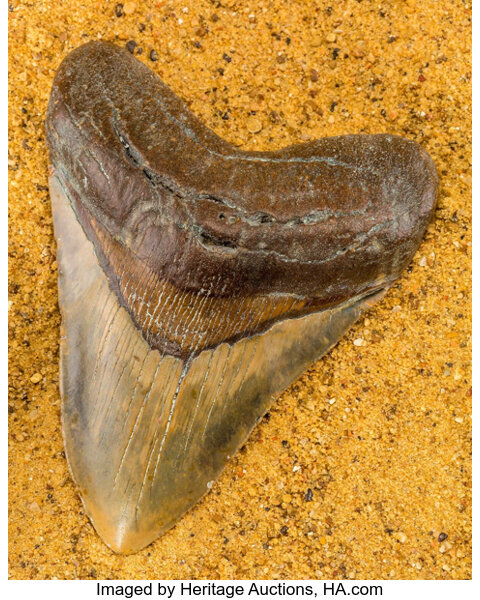 Megalodon Shark Tooth. Carcharocles megalodon. Miocene. Fossil | Lot #77023  | Heritage Auctions