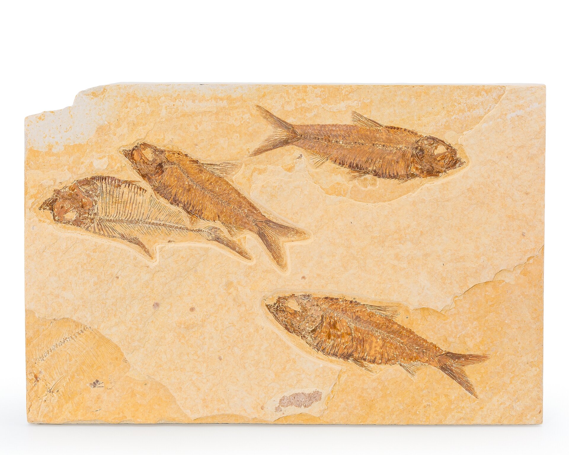 Fossil Fish Plate. Diplomystus sp. and Knightia sp.. Eocene. Green ...