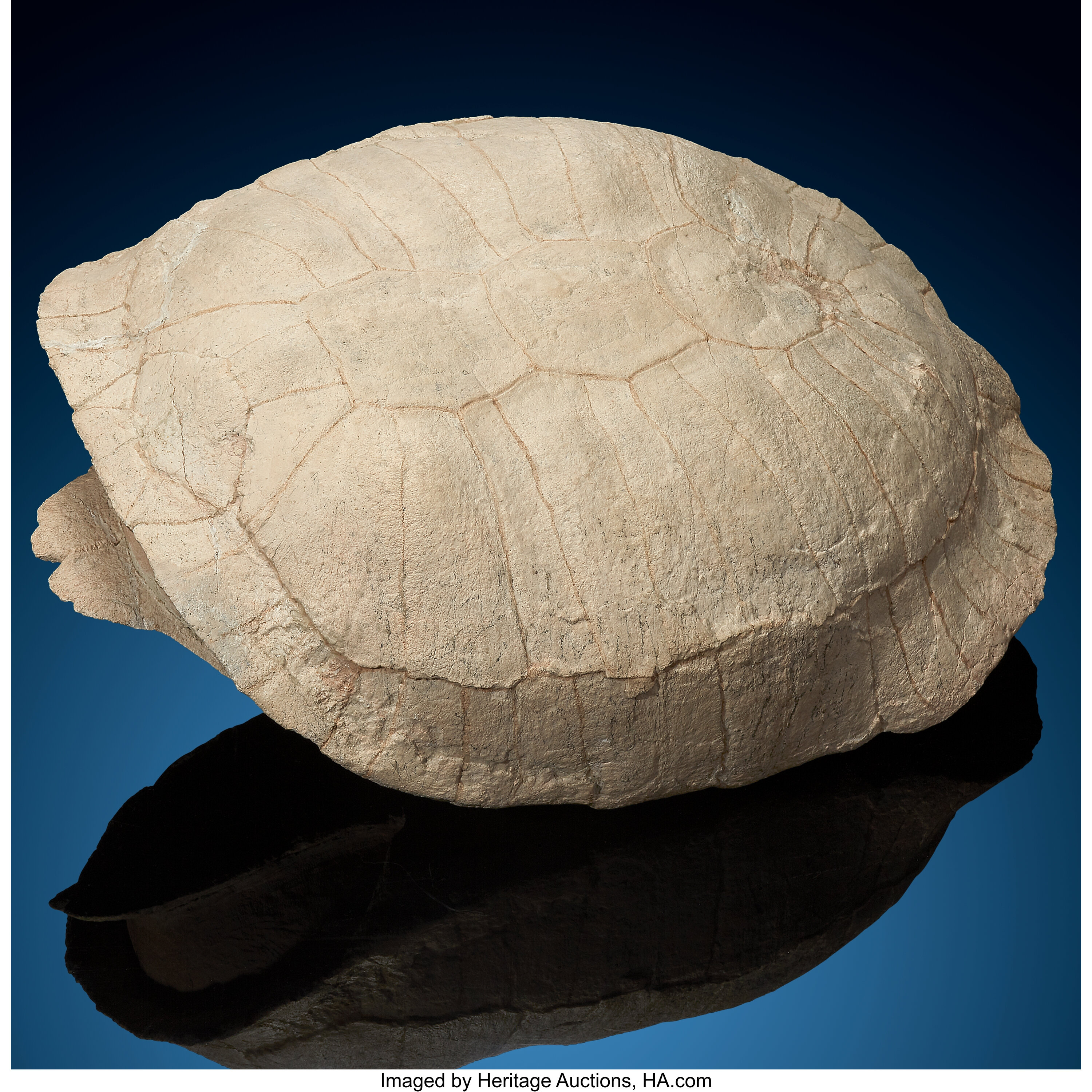 Fossil Tortoise. Testudo thomsoni. Oligocene. White River Badlands. | Lot  #72098 | Heritage Auctions