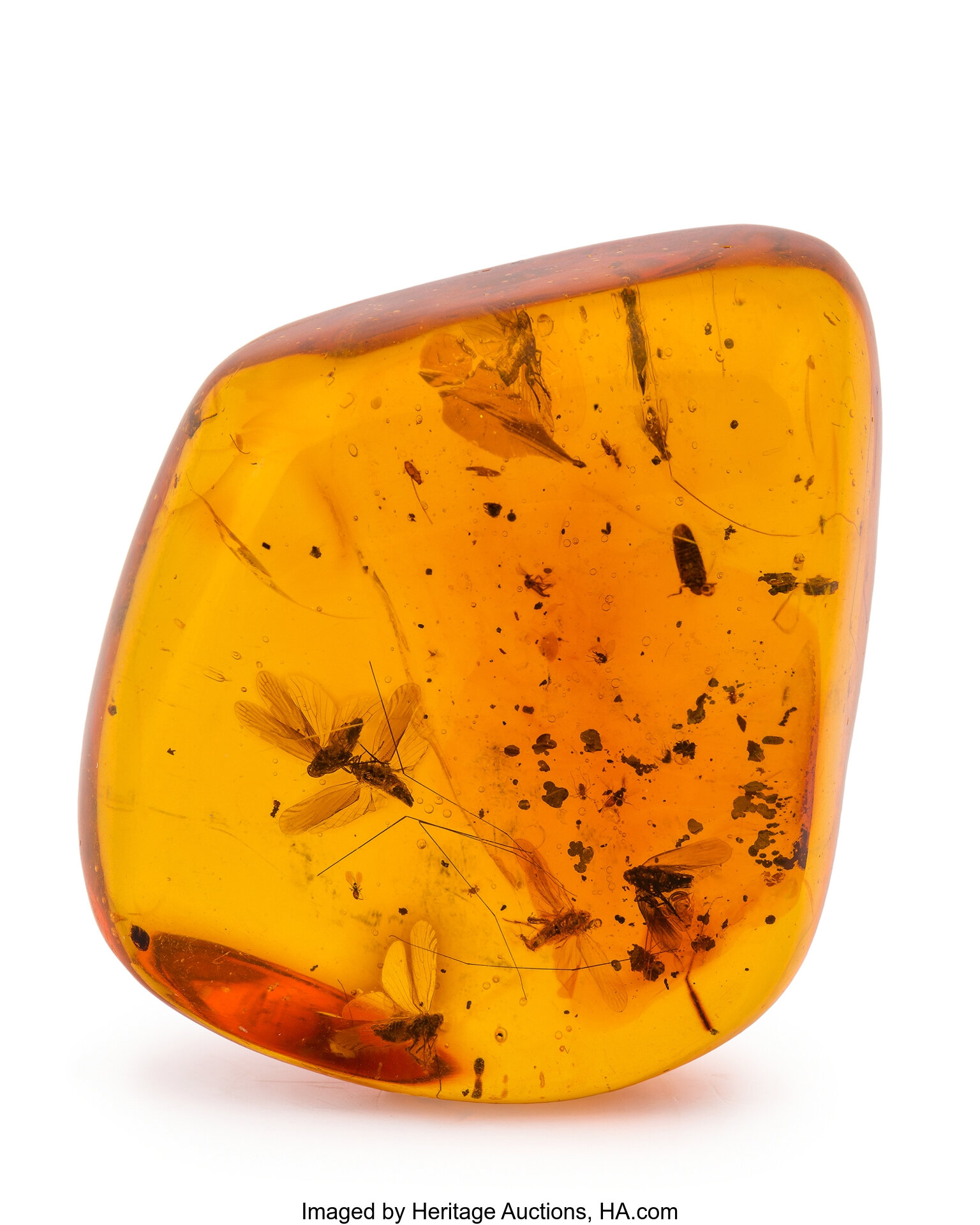 Amber with Inclusions. Hymenaea protera. Oligocene. Dominican | Lot ...