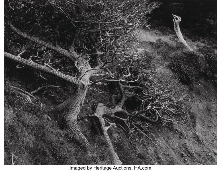 Edward Weston (American, 1886-1958). Cypress, Point Lobos, 1944