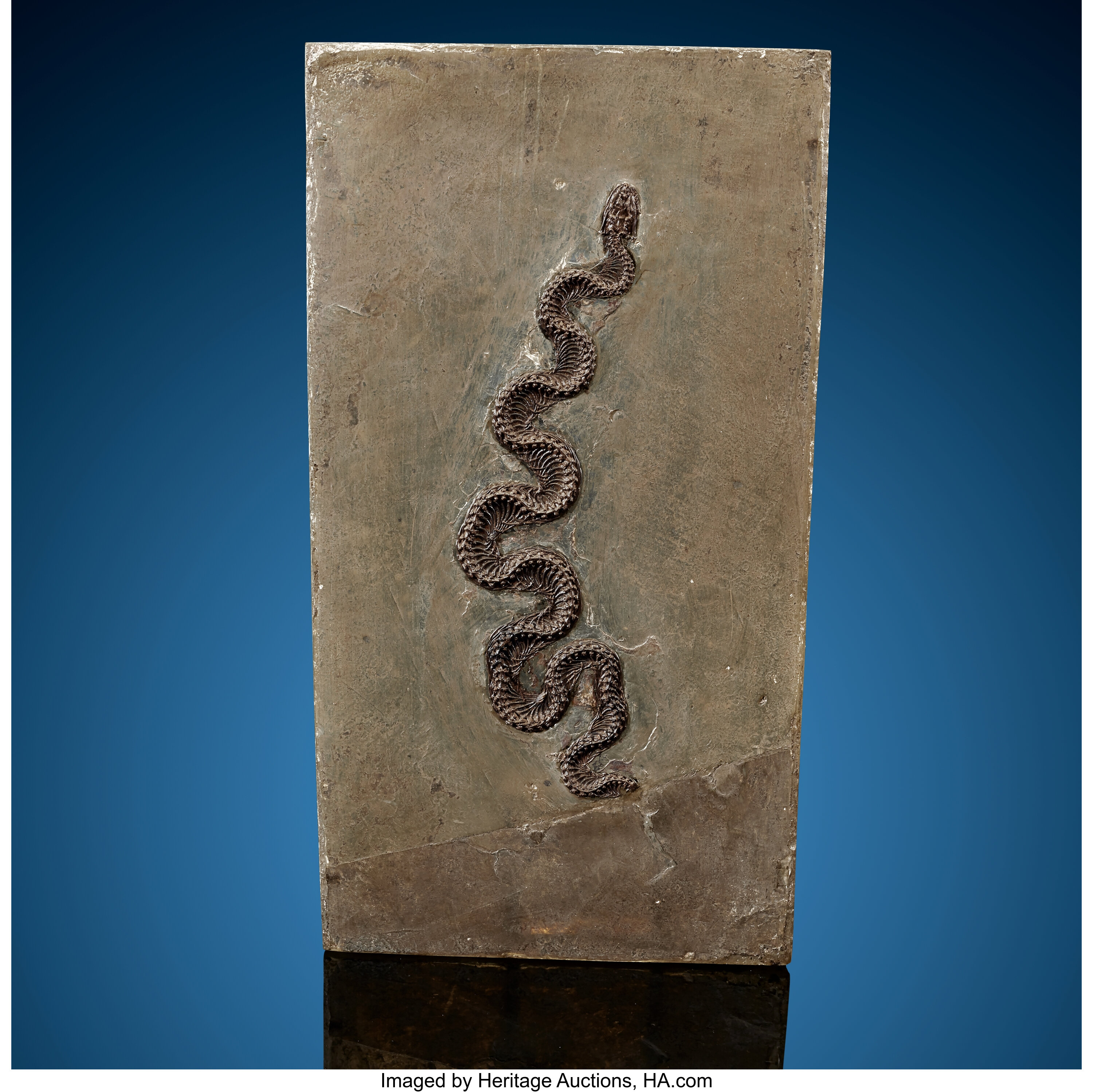 Fossil Snake. Unidentified Boa. Eocene. Messel, Darmstadt, Germany. | Lot  #72095 | Heritage Auctions