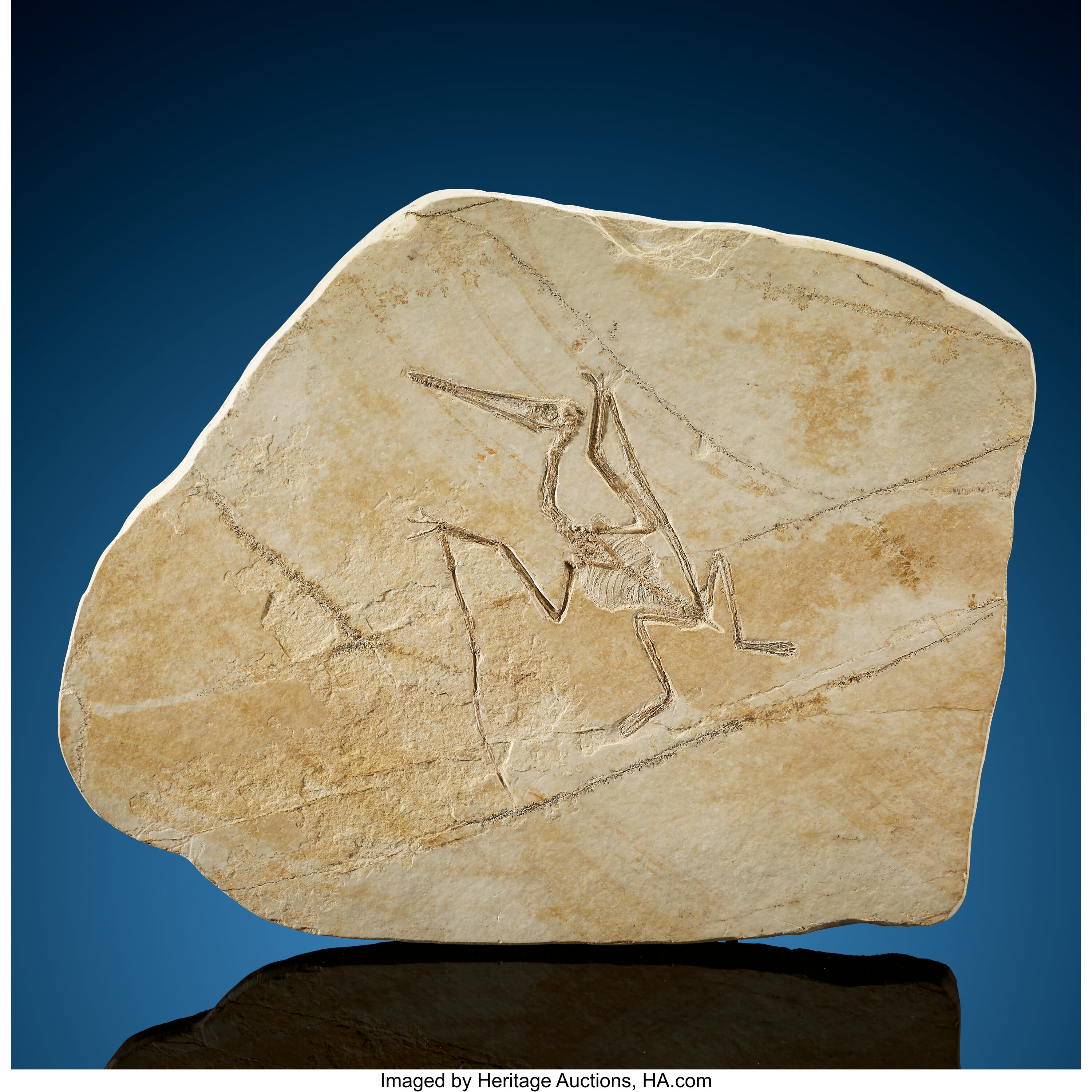 pterodactyl skeleton