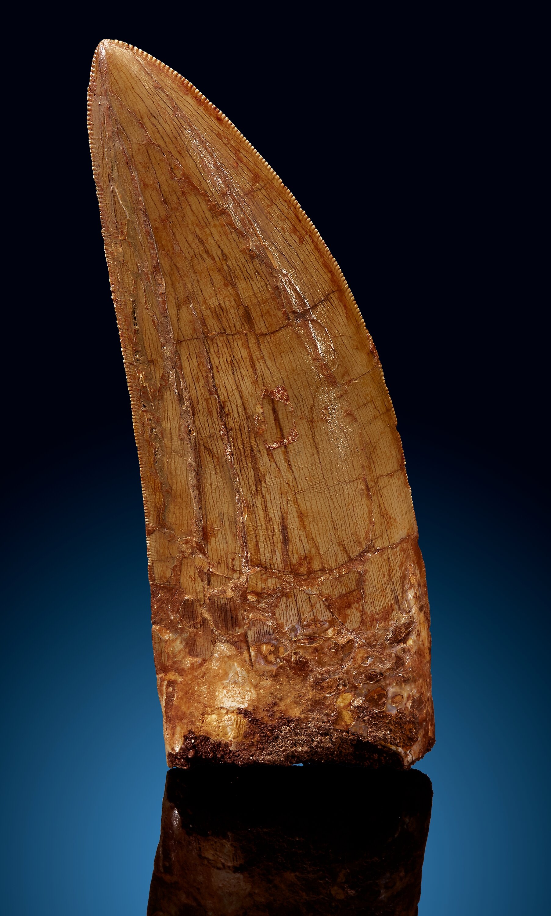 carcharodontosaurus saharicus tooth