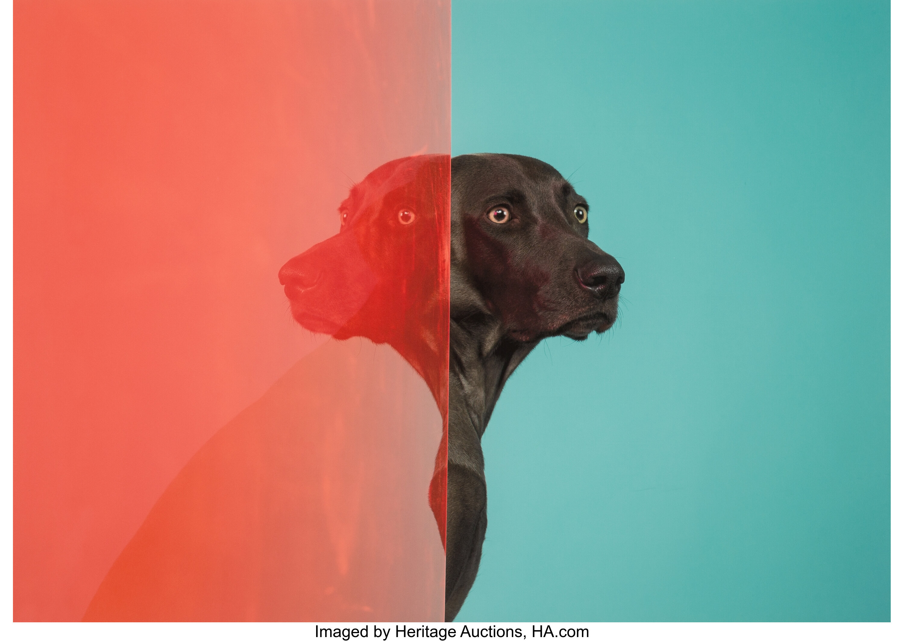 William Wegman (American, 1943). Ethiopia, 2005. Digital pigment. | Lot  #73267 | Heritage Auctions