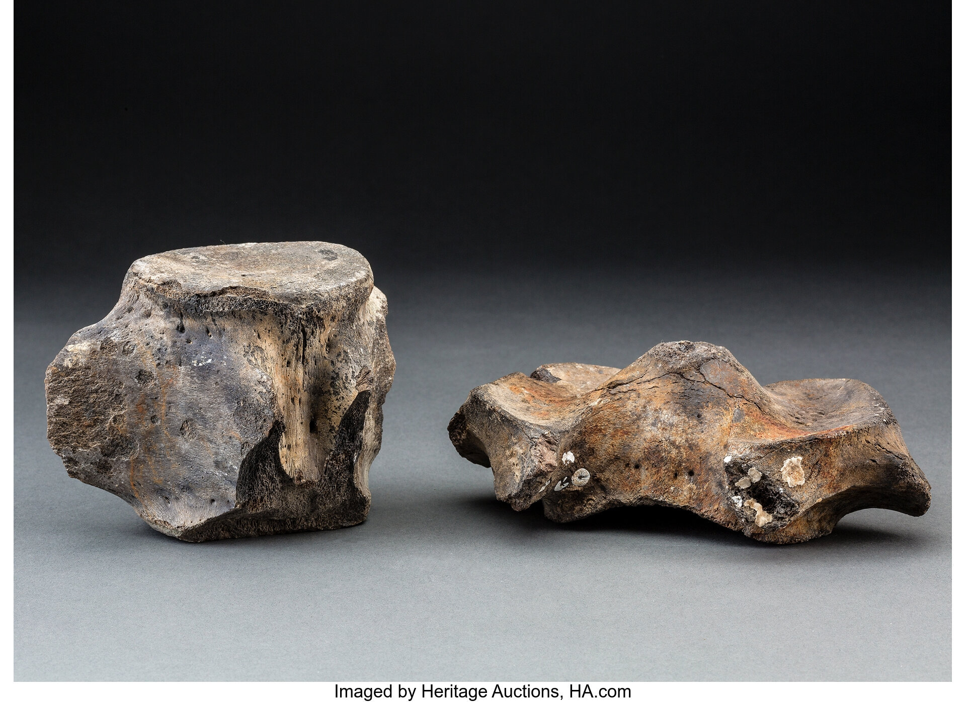 Fossil Whale Vertebrae (Set of 2). Alaska, USA. ... (Total: 2 Items) | Lot  #22 | Heritage Auctions