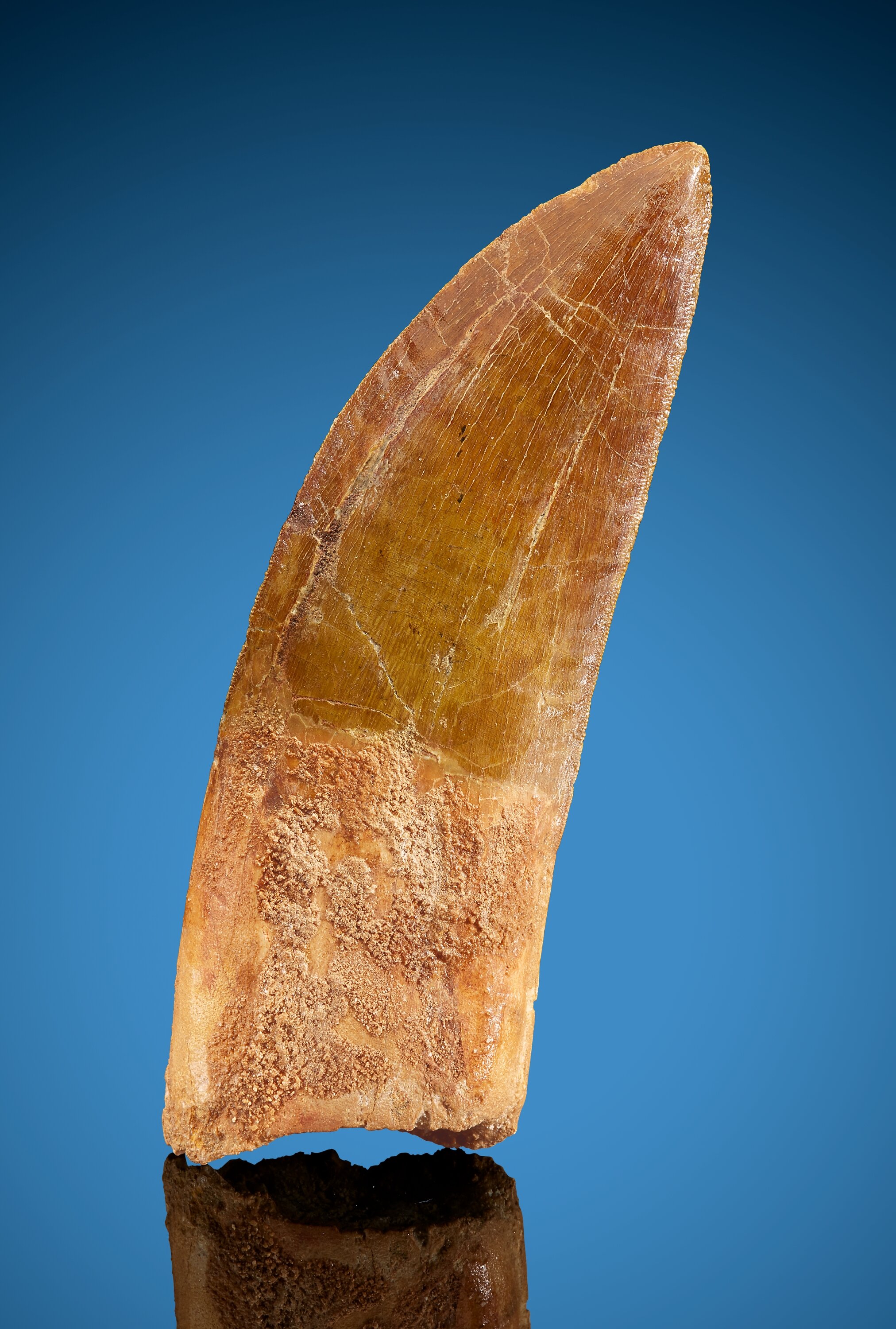 carcharodontosaurus saharicus tooth