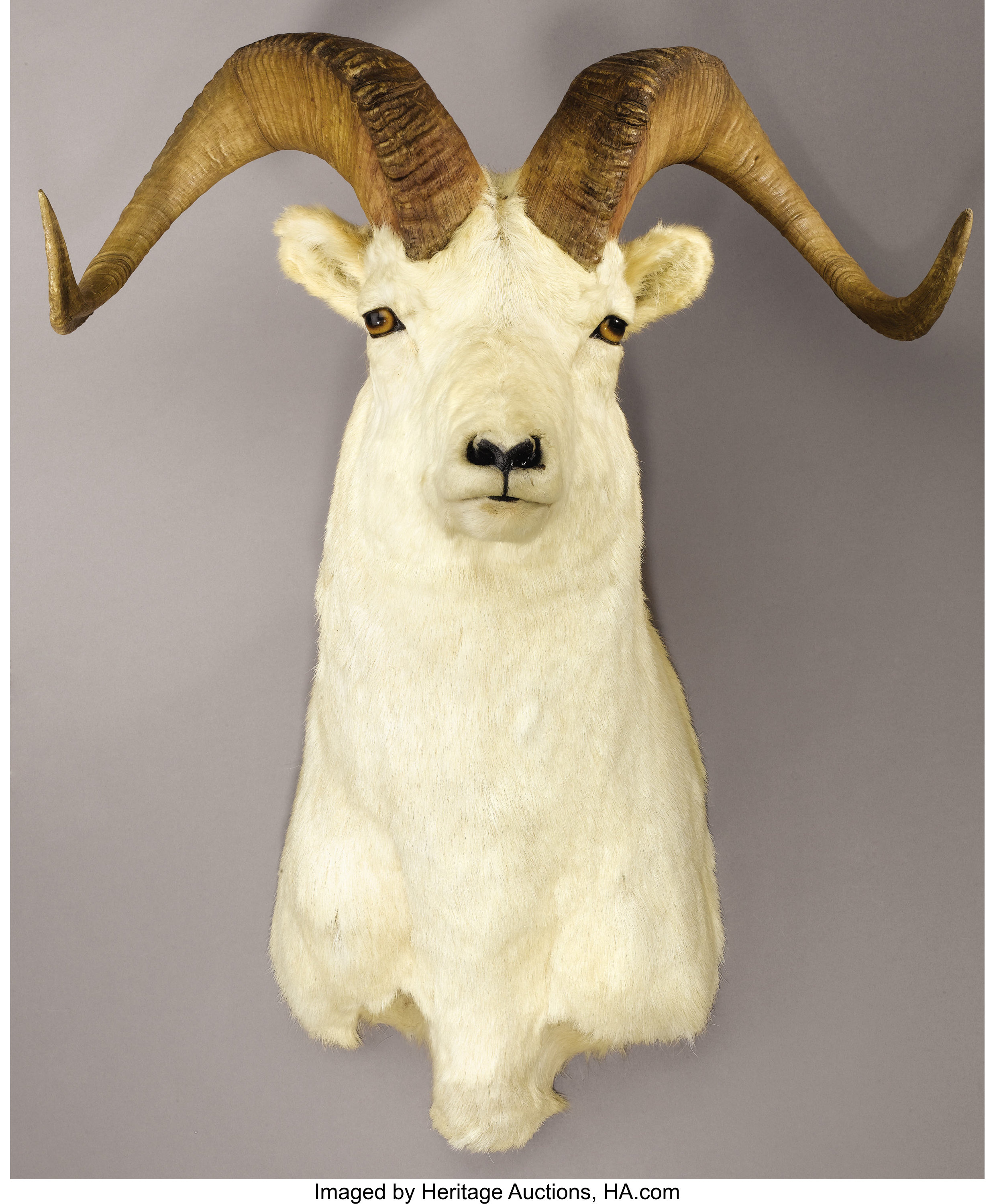 ALASKAN DALL SHEEP SHOULDER MOUNT. ... Zoology Taxidermy | Lot #48120 ...