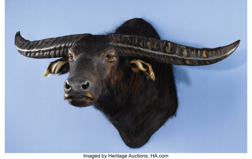ASIAN WATER BUFFALO SHOULDER MOUNT. ... Zoology | #48004 Heritage Auctions