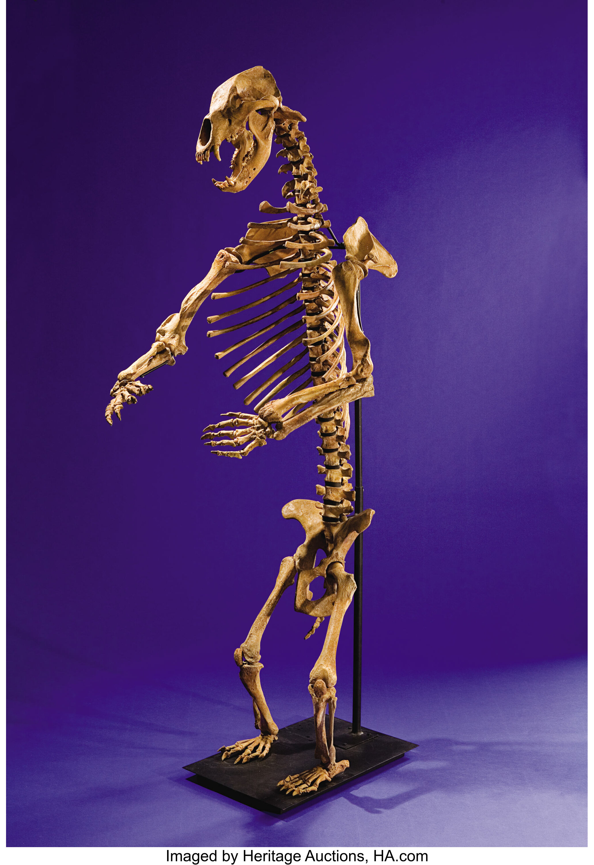 CAVE BEAR SKELETON. ... Fossils Mammals | Lot #48368 | Heritage Auctions