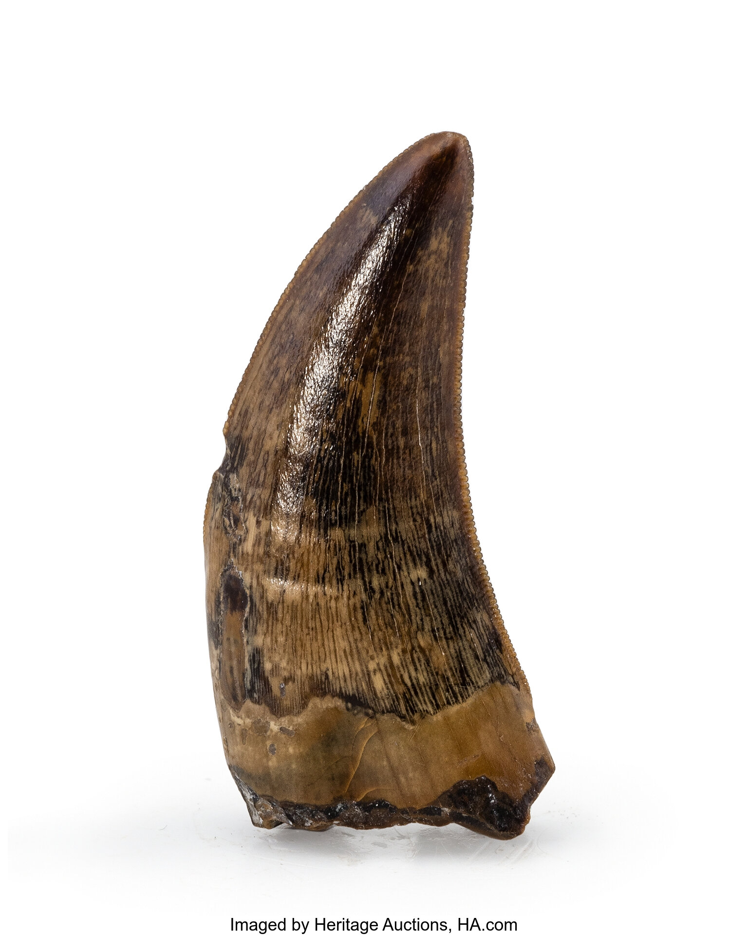 T -Rex Tooth. Tyrannosaurus rex. Late Cretaceous. Hell Creek | Lot ...