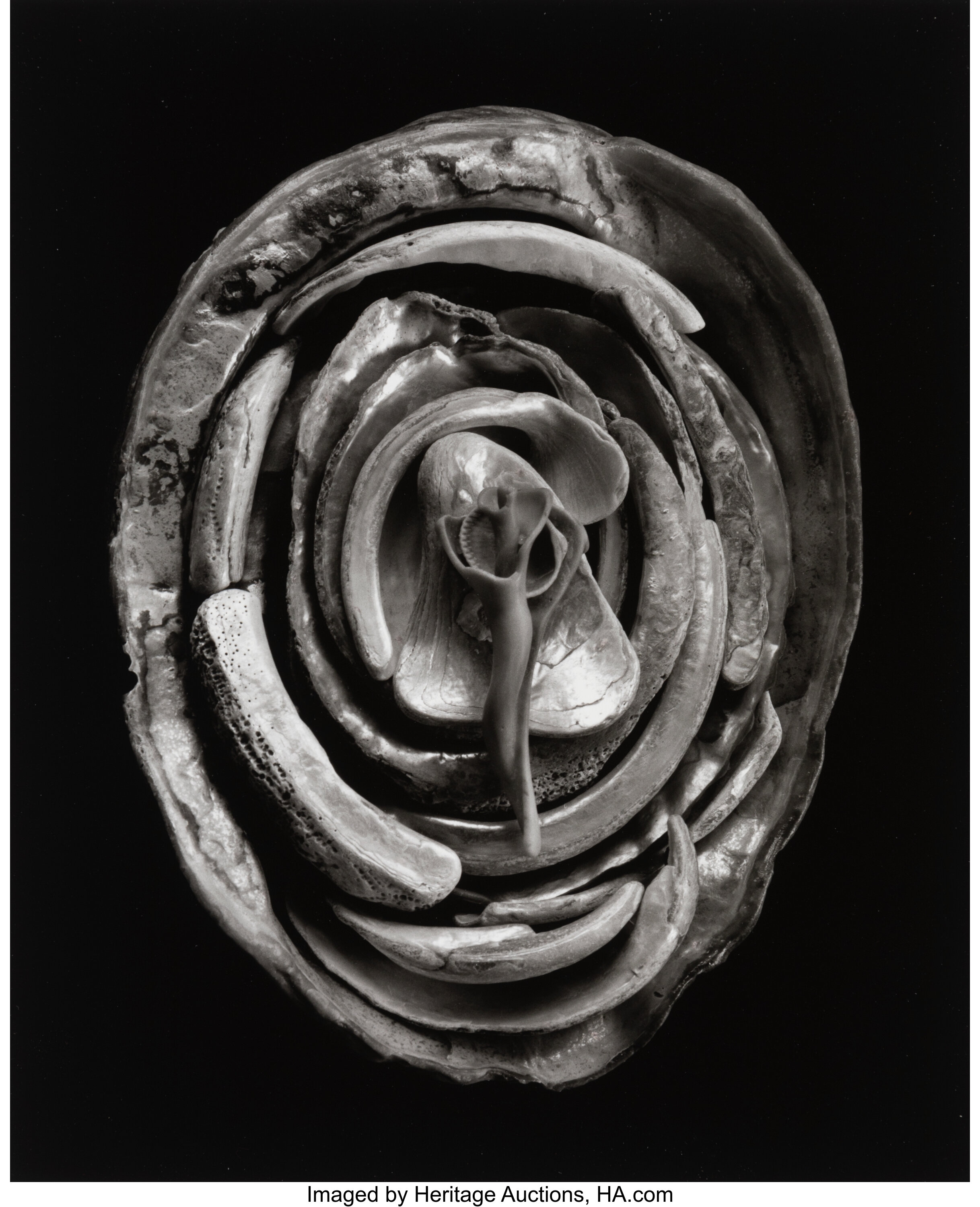 Paul Caponigro (american, 1932-2024). Enfoldment #2, 1999. Toned 