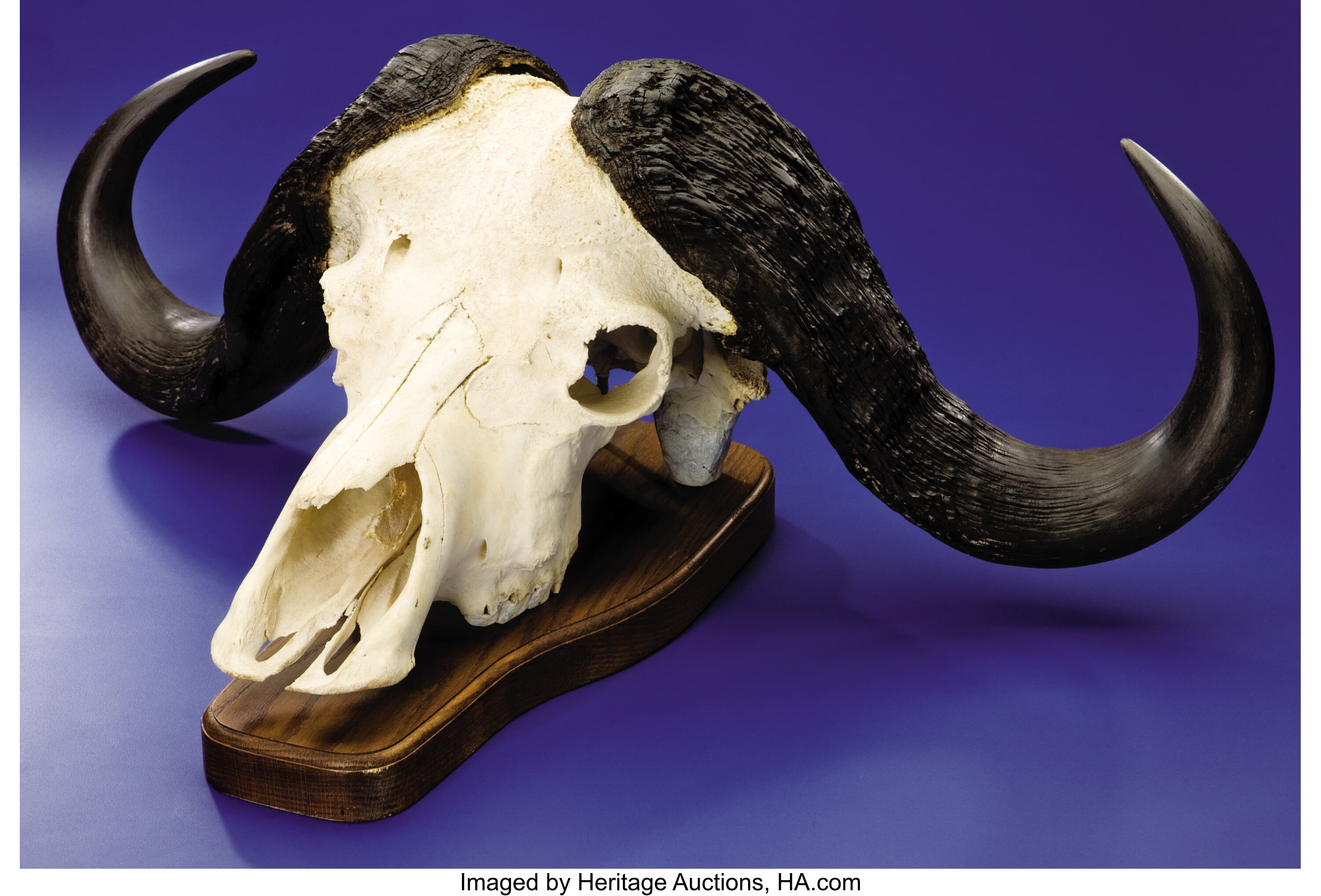 CAPE BUFFALO SKULL. Zoology Osteology #38295 | Heritage Auctions