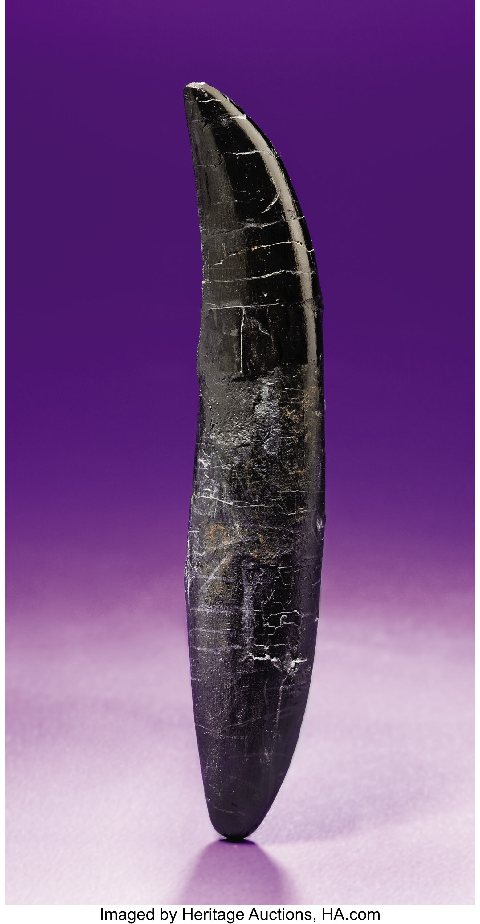 Allosaurus teeth best sale for sale