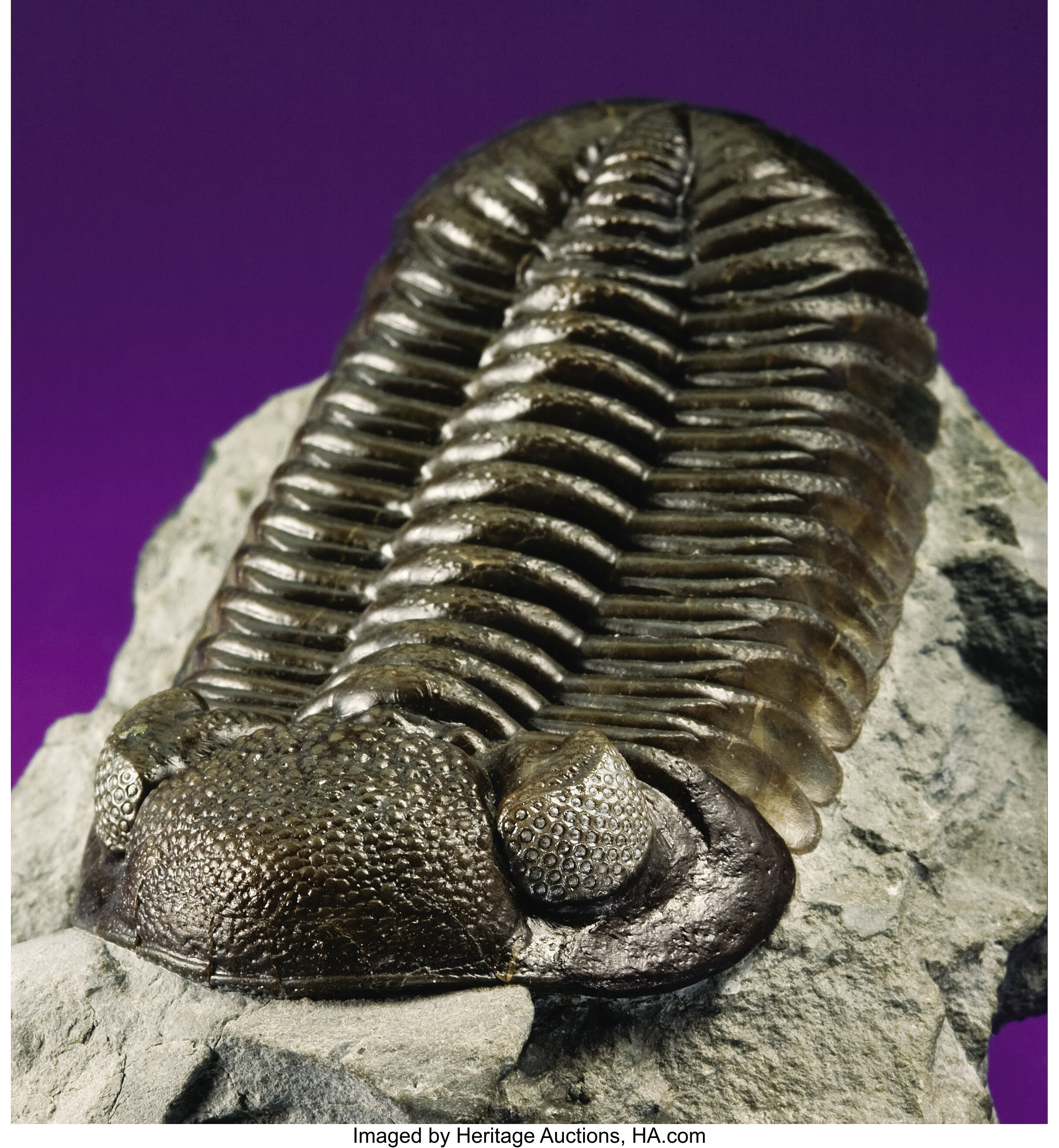 trilobite trilobites